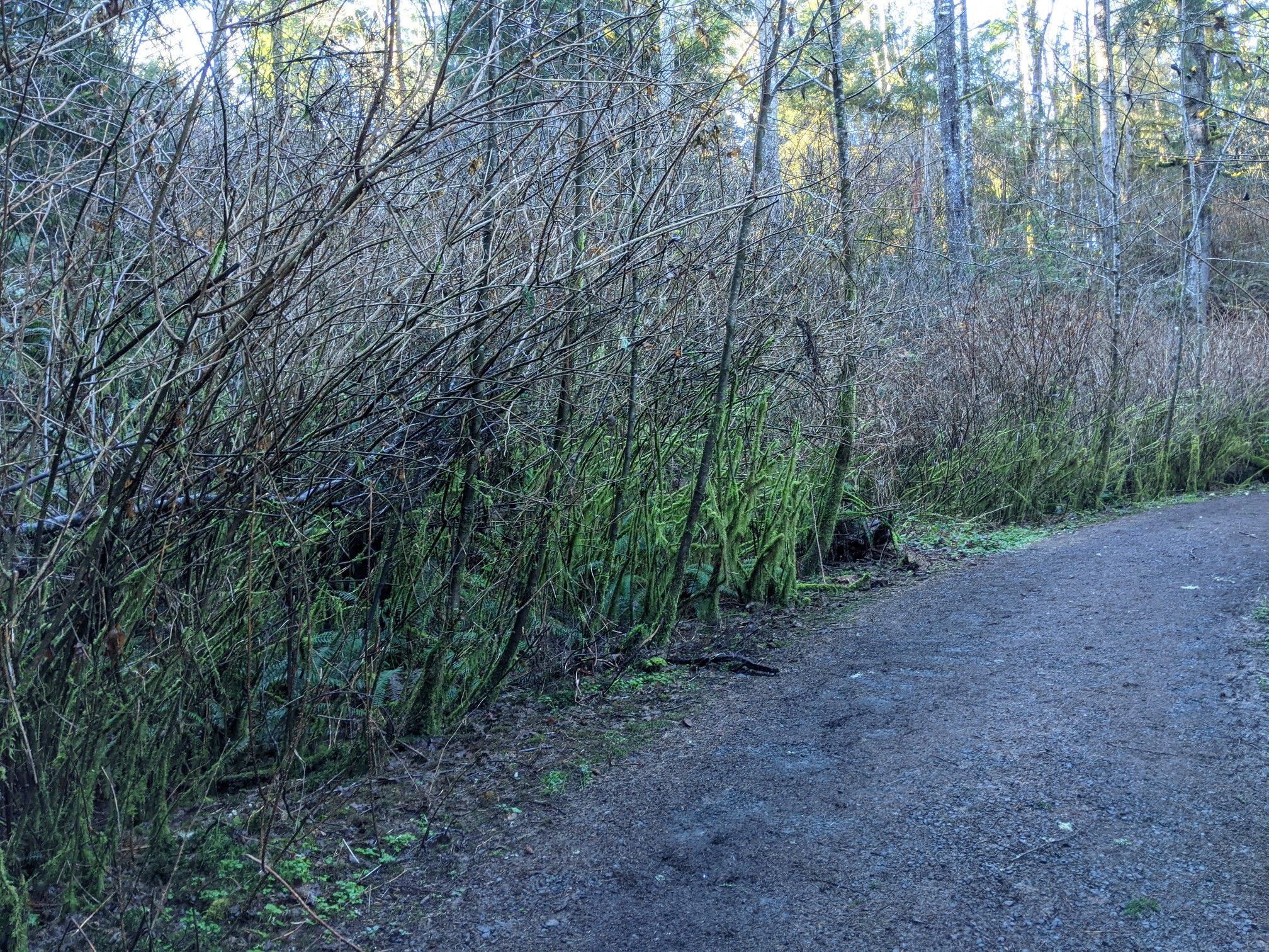 Gravel path alongside moss-covered bushes and bare trees in a forest. - Fort Stevens & Fort Clatsop loop