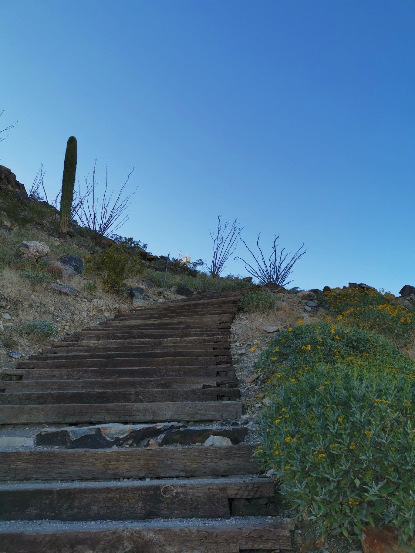 Wooden steps ascending a desert hill with cacti and shrubs under blue sky. - Mountain View Trail