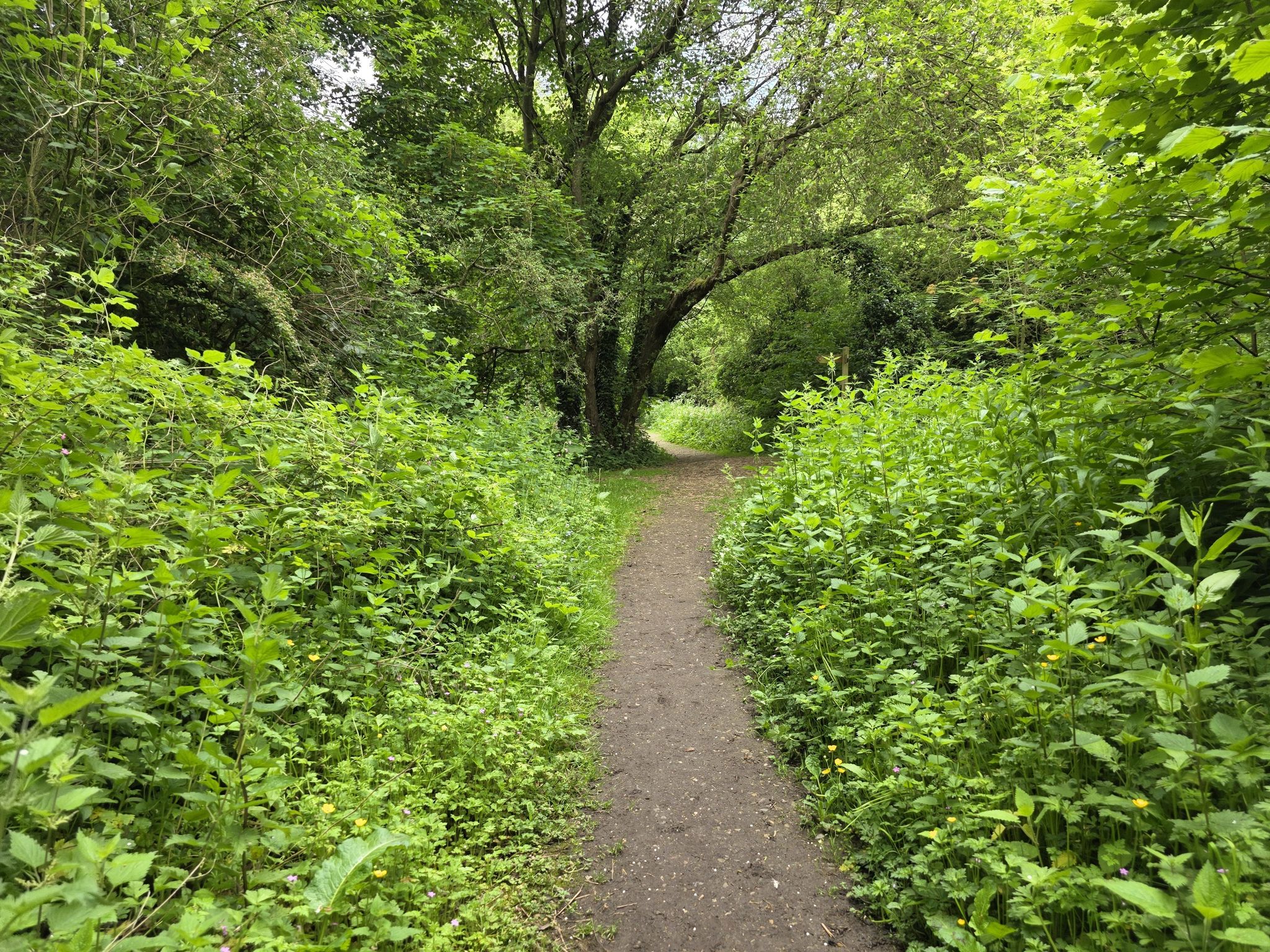 Footpath through woodland