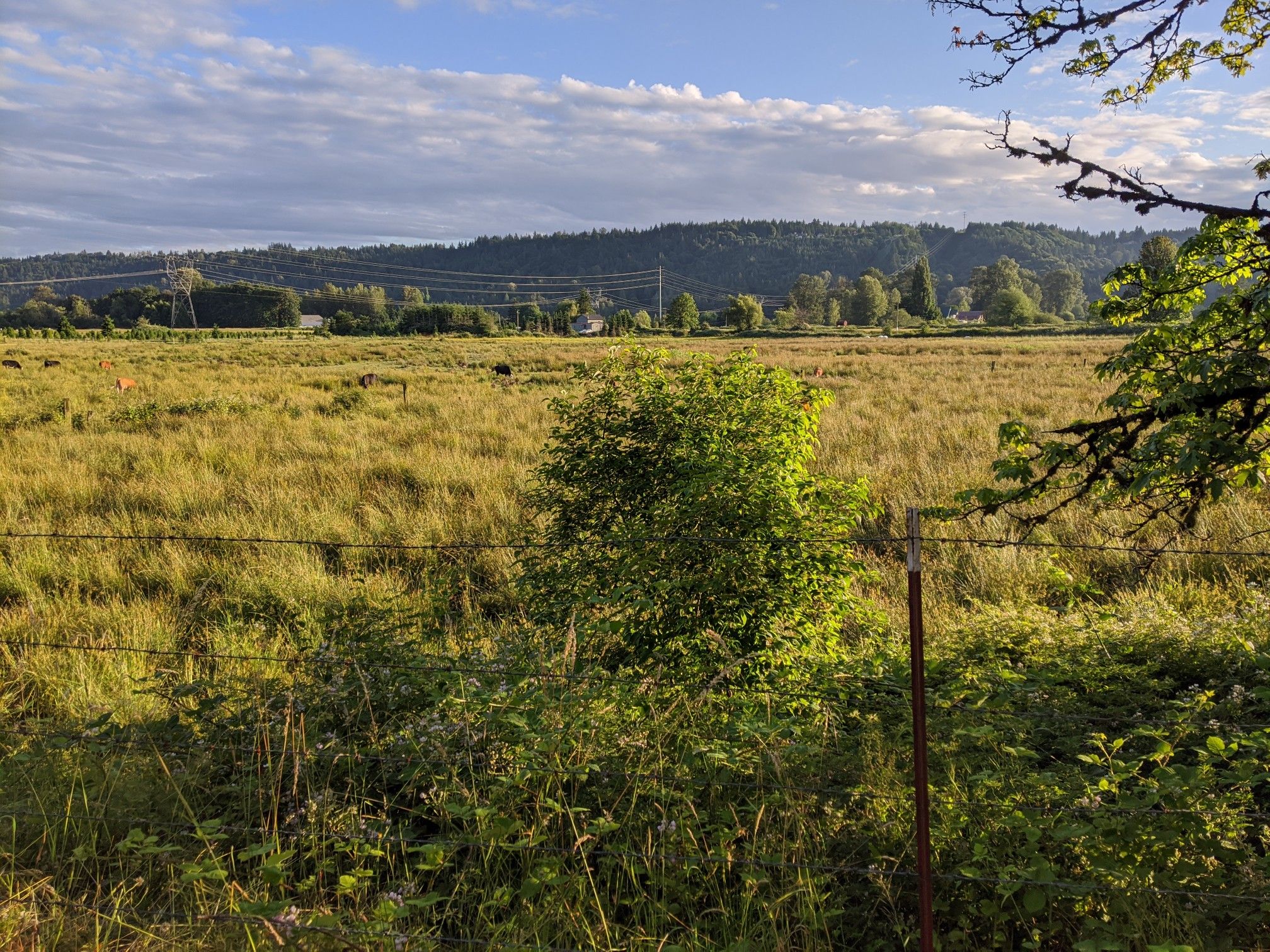 Golden grassy field with a small bush and distant forested hills at sunset. - Snoqualmie Valley Trail – Nick Loutsis Park loop from Duvall