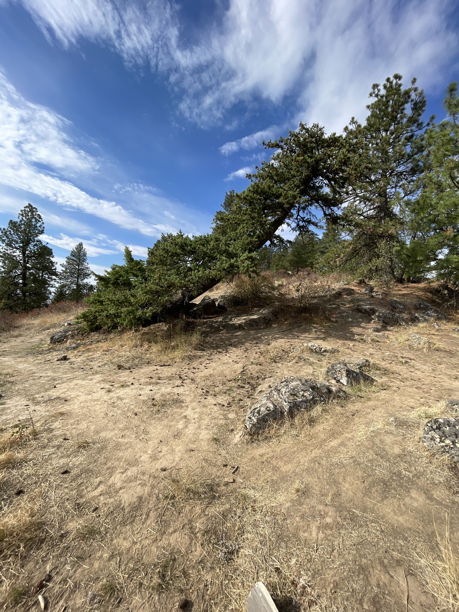 Leaning pine tree on dry, rocky hill under bright blue sky. - Kamiak Butte loop from Kamiak Butte County Park