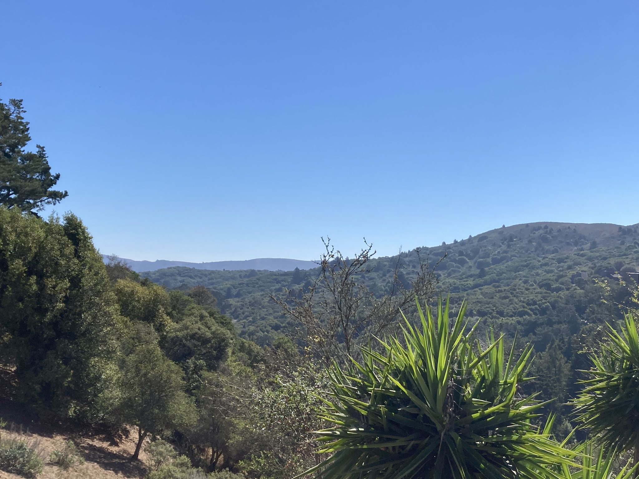 Verdant hills and valleys covered in dense forest under a clear blue sky. - Dipsea Steps & Homestead Hill loop — Mill Valley
