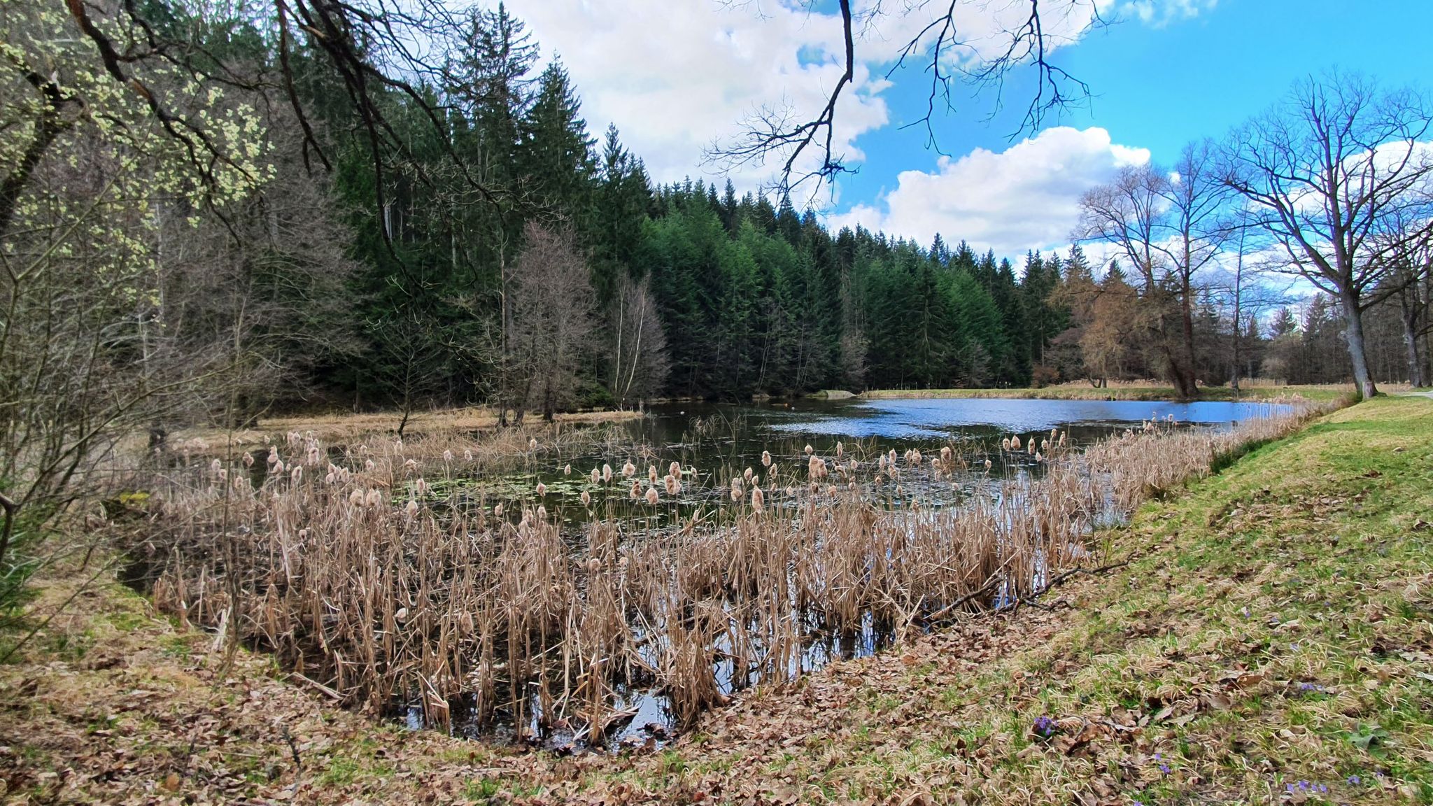 Dammbachsgrund