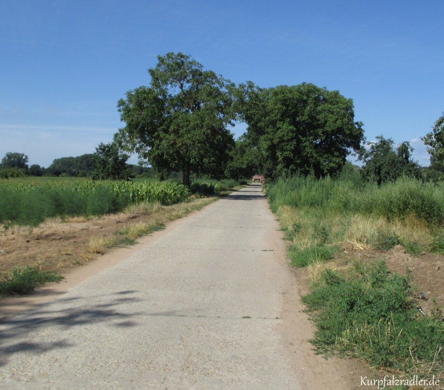 Rhein-Wein Radweg