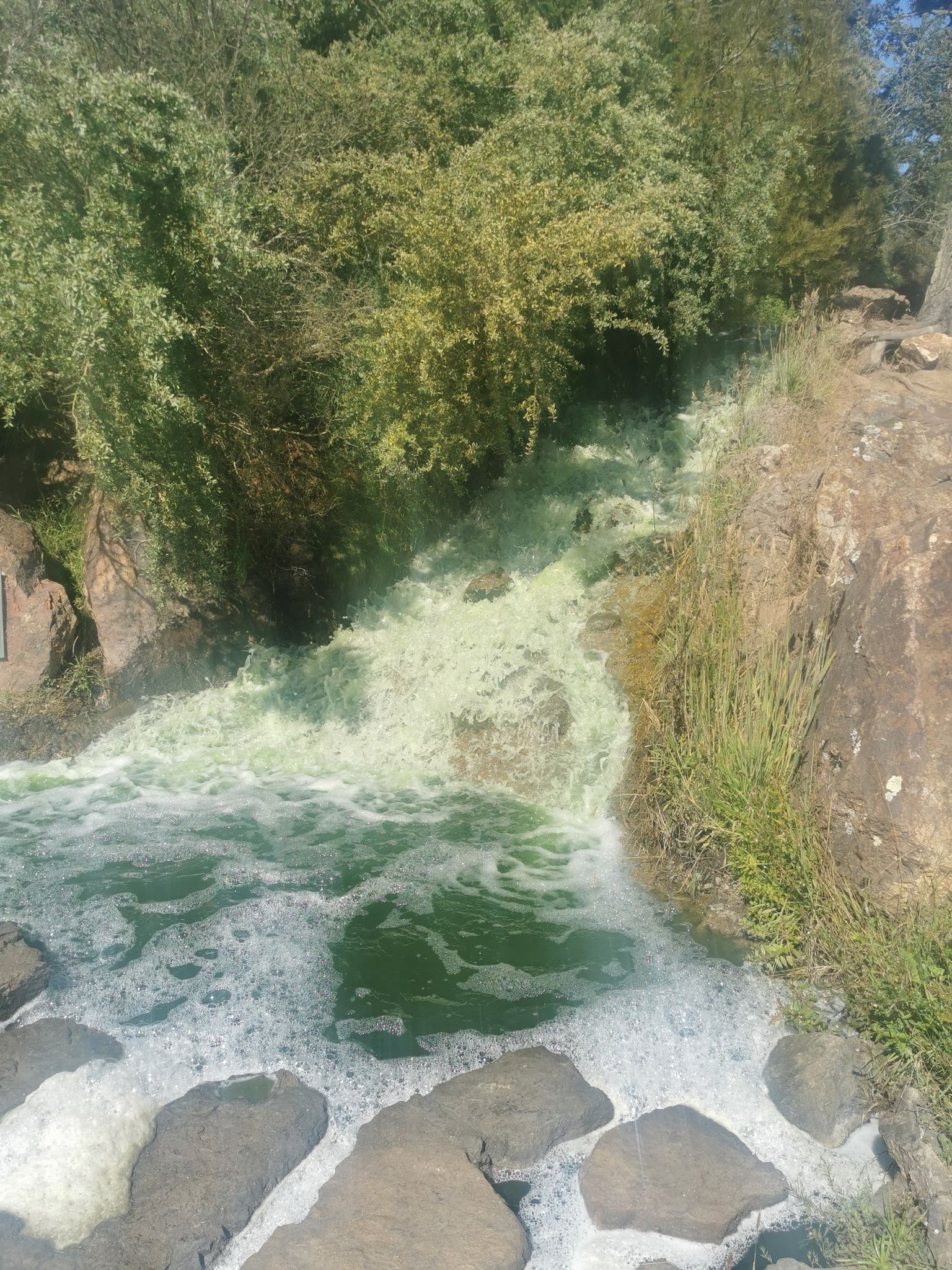 Foaming green water cascades down a rocky stream through dense trees. - Golden Gate Park – Lloyd Lake 🌊 Golden Gate Park loop from UCSF Parnassus
