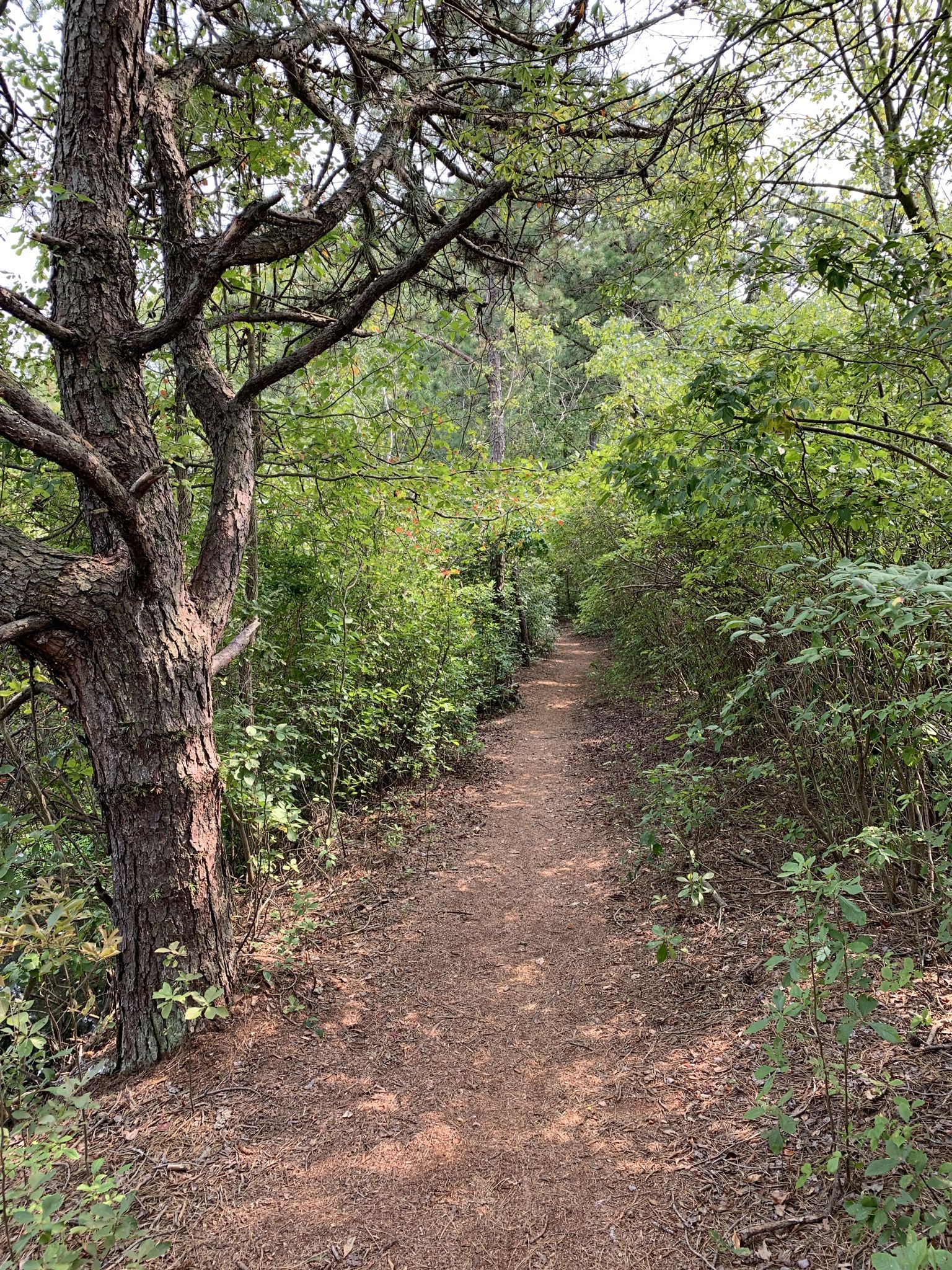 A narrow dirt path winds through dense green bushes and trees. - Peaceful Partners Trail and Long Path Loop