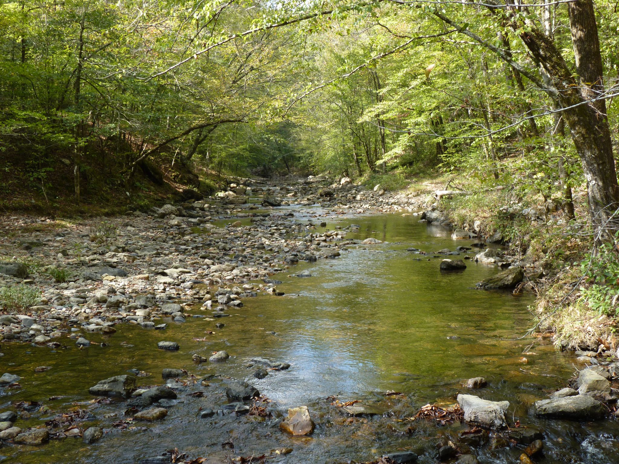 Shallow, rocky stream flows through a sunlit, green forest. - Long Creek Crossing – Brush Heap Mountain Junction loop from Leader Saddle