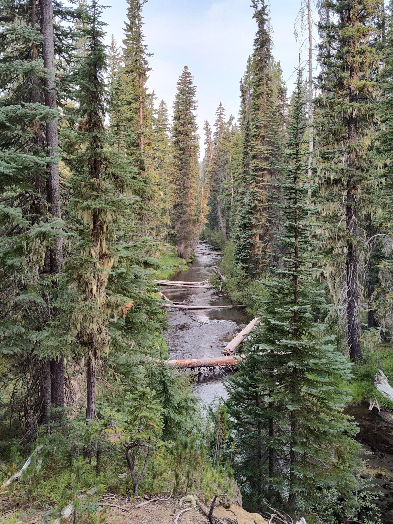 A narrow river flows through a dense forest of tall evergreen trees. - Whitefish Creek Trail