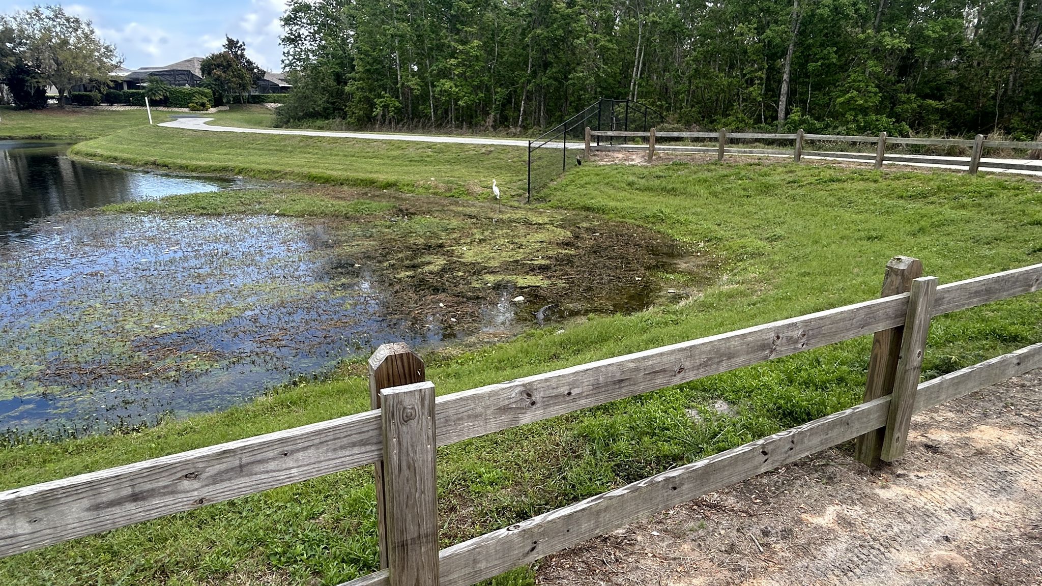 Wooden fence borders a pond with green algae and a paved path. - Shingle Creek Regional Trail