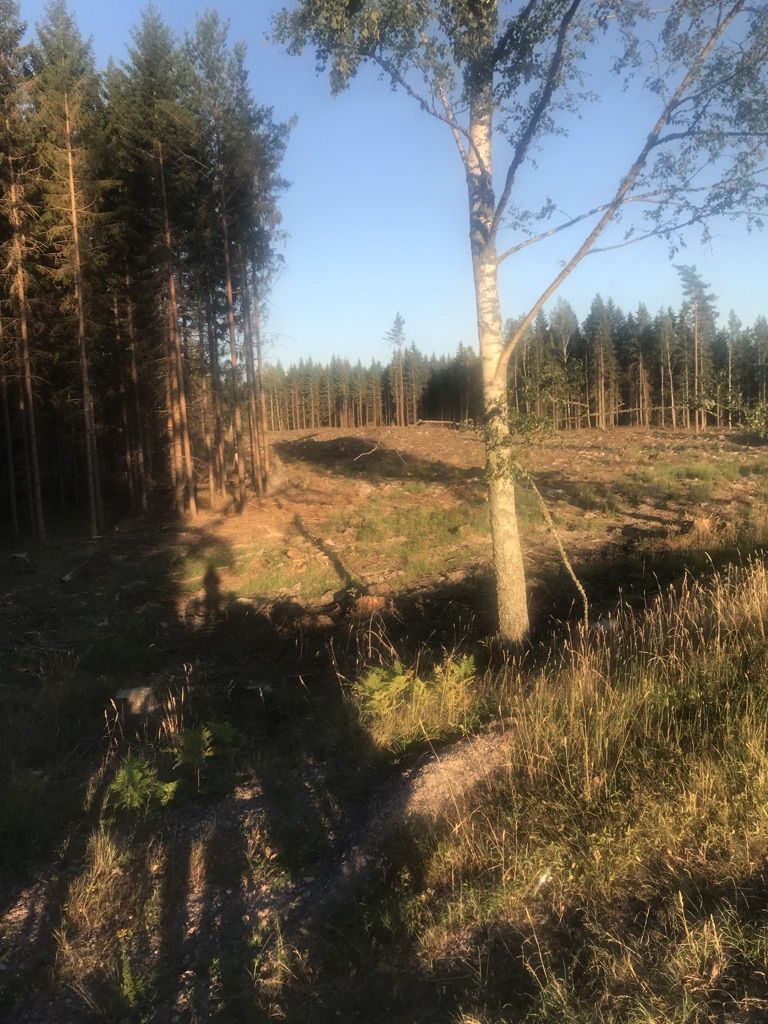 Kahlschläge sind hier noch in Mode