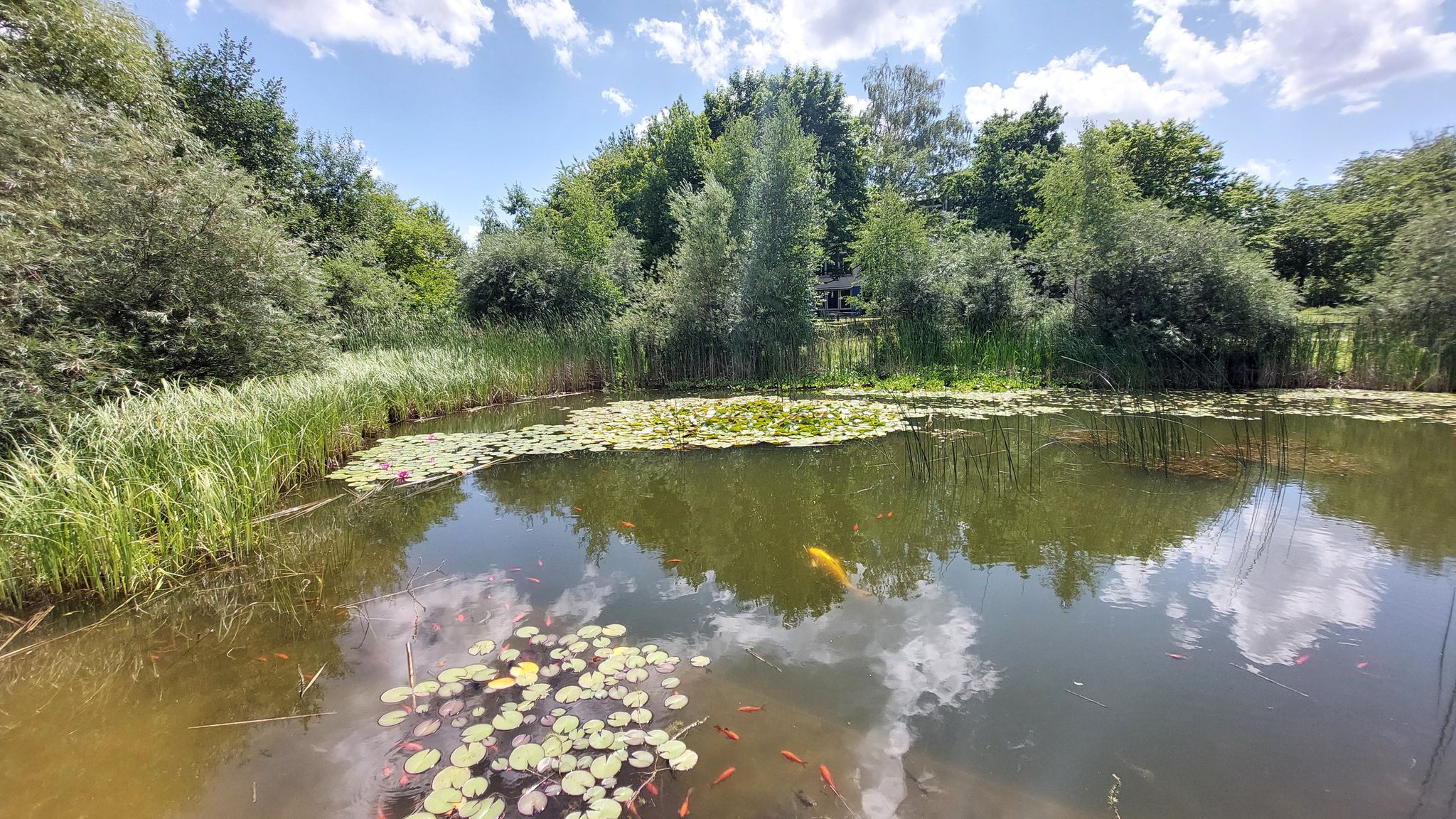 Eglfinger Weiher