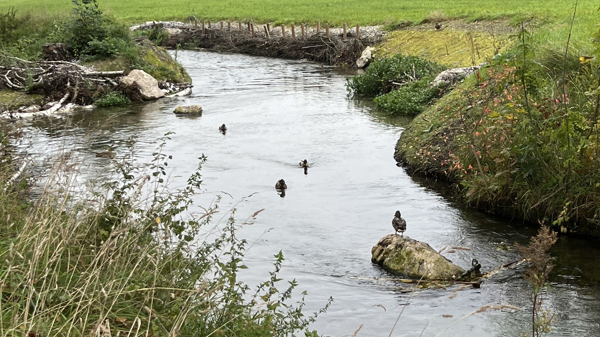 Die Quakis fühlen sich wohl bei den Wassertemperaturen..