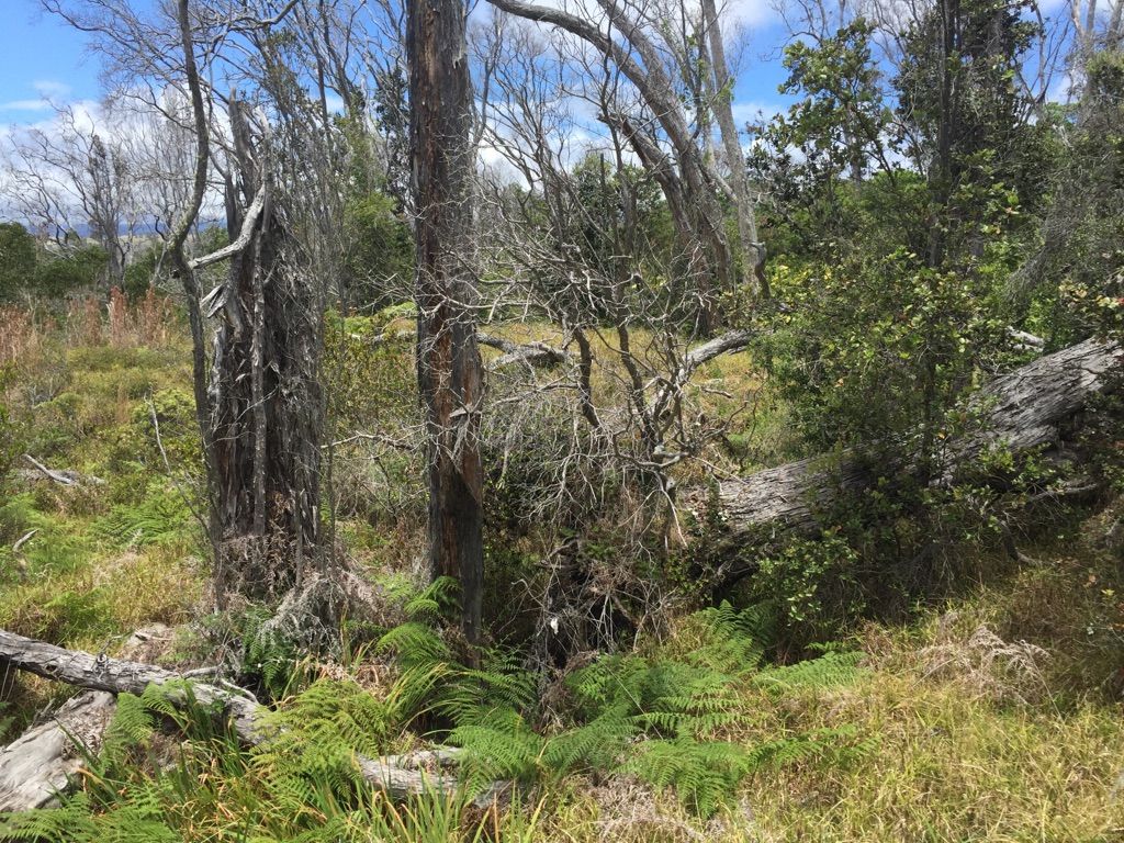 Wild, overgrown forest with ferns, fallen trees, and bright daylight. - Kīpuka Puaulu Trail