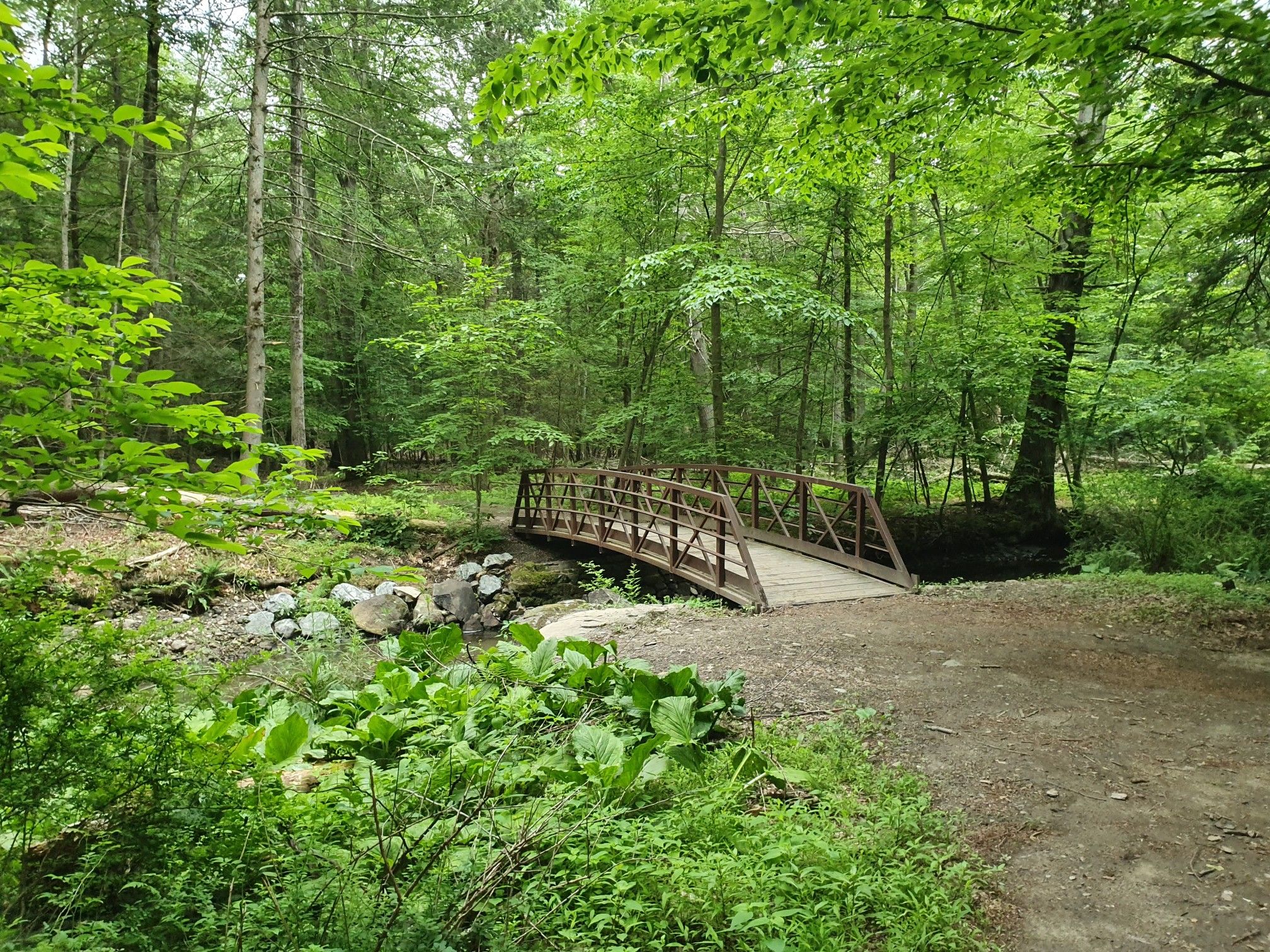 Wooden bridge over a small stream in a lush green forest. - Hiking loop from Buchanan