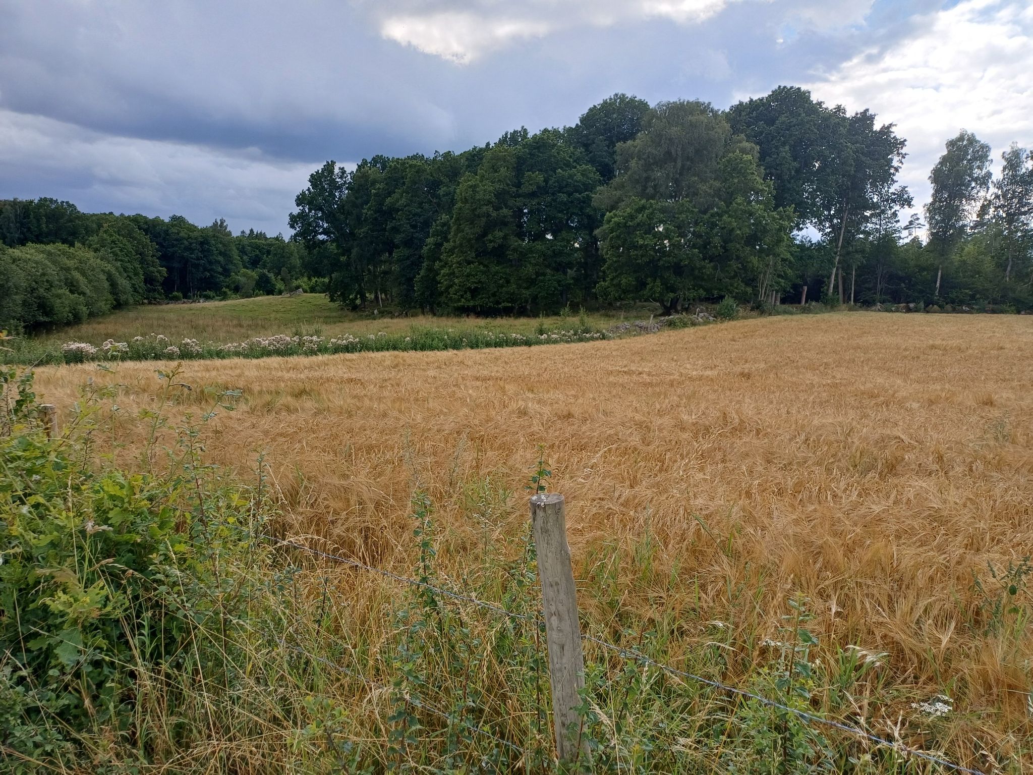 Kornfeld im August