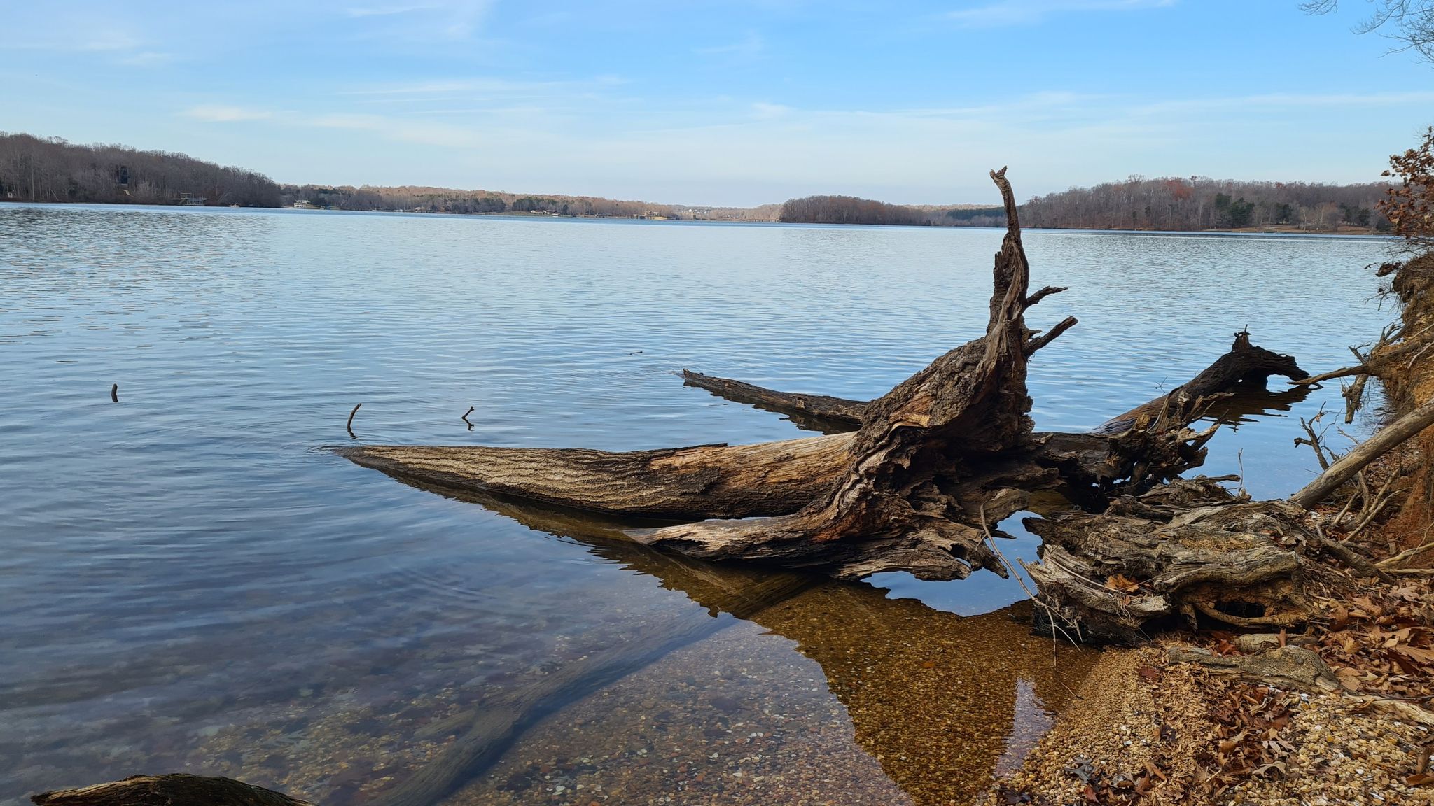 Large driftwood rests in clear lake water under a bright blue sky. - Railroad Ford Trail