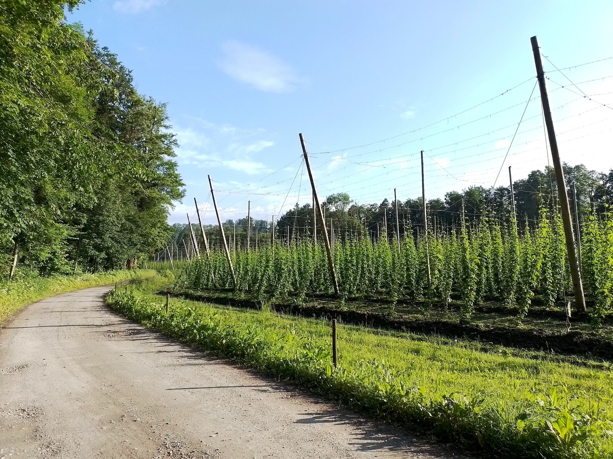 Der Hopfen wächst auch im Bodenseebereich, nicht nur in der Hallertau