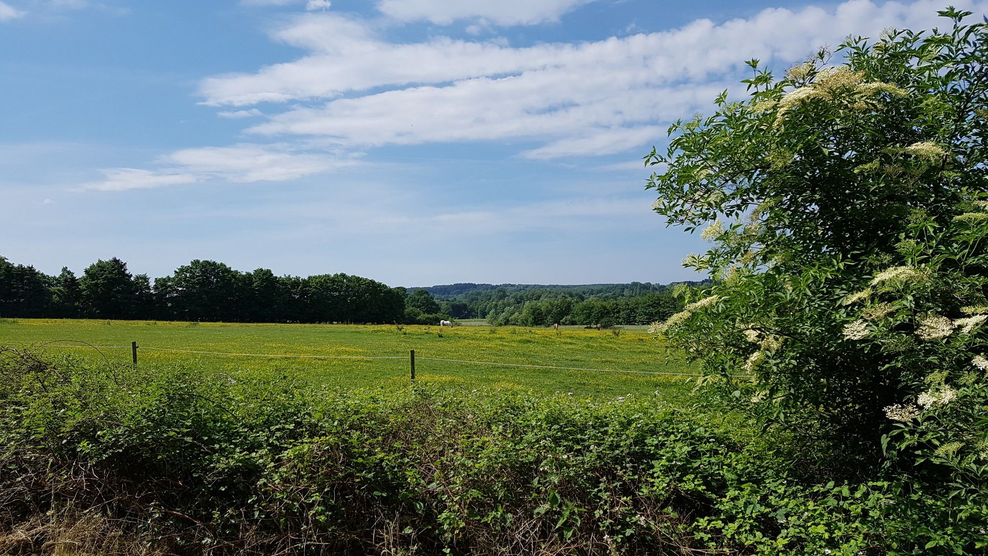Niederpleis