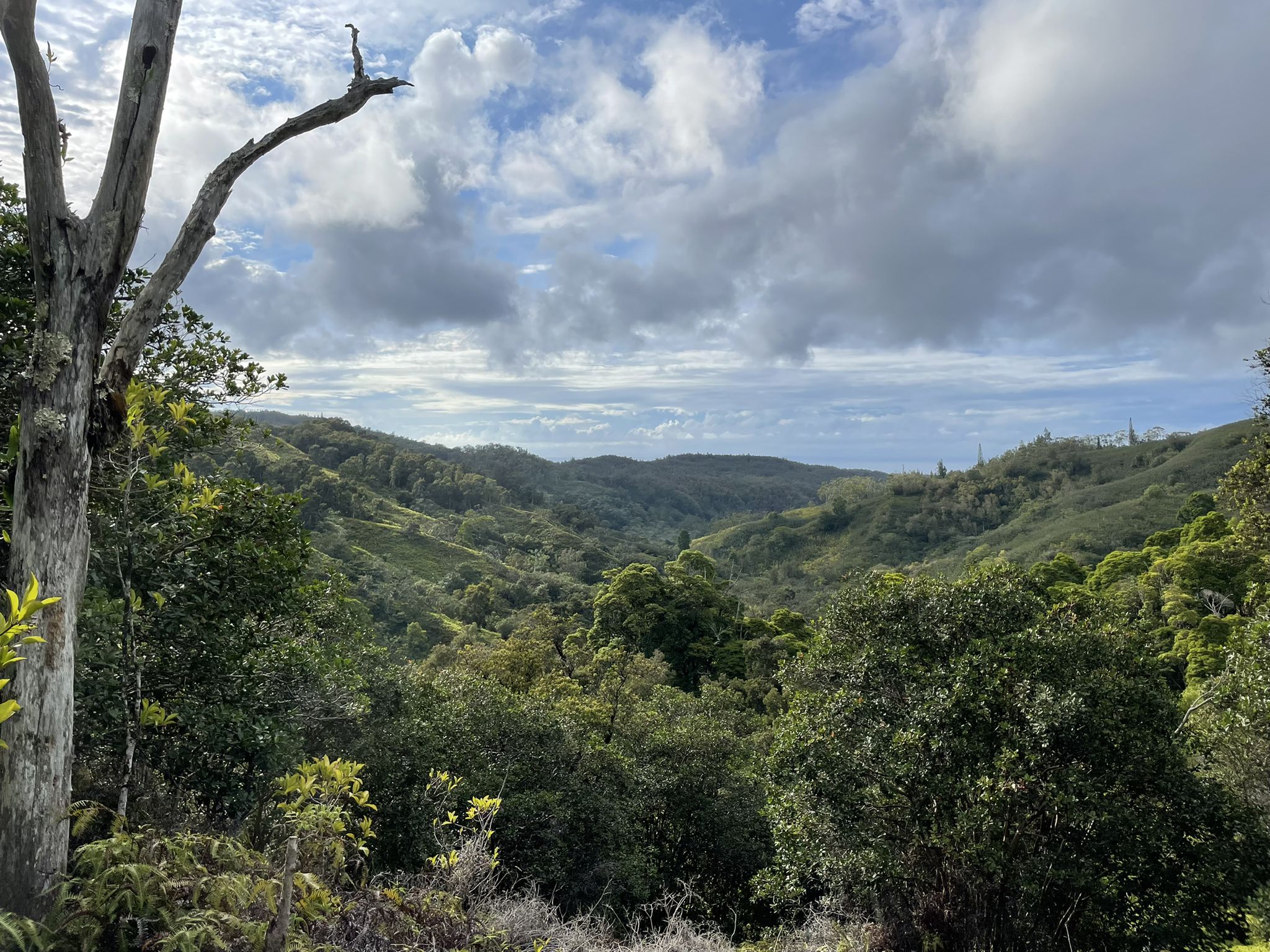 Lush green valley under a cloudy sky, with a bare tree branch. - Kaunala Loop Trail