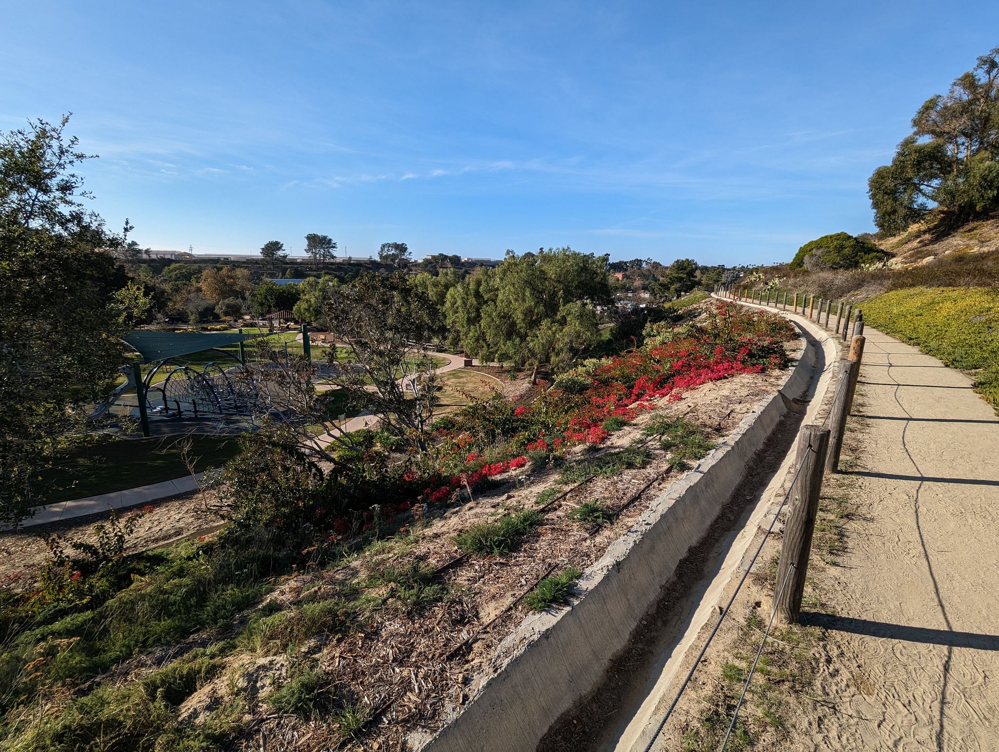 Sunny paved path curves past red bushes and green trees. - Encinitas Ranch Trail