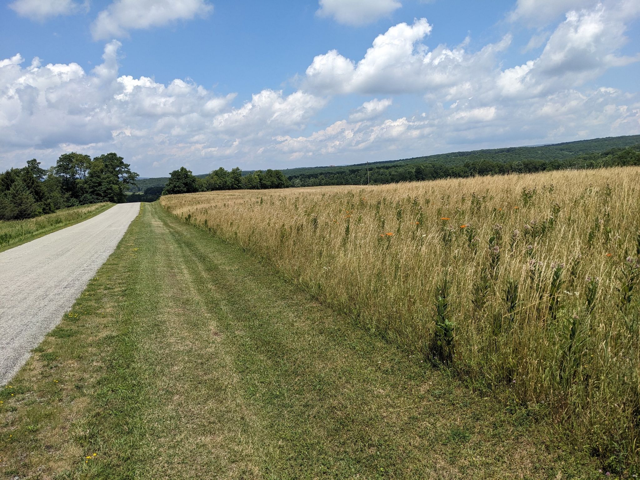 Paved road beside a tall grass field under a bright, cloudy sky. - Fort Necessity – Forbes State Forest loop from Farmington