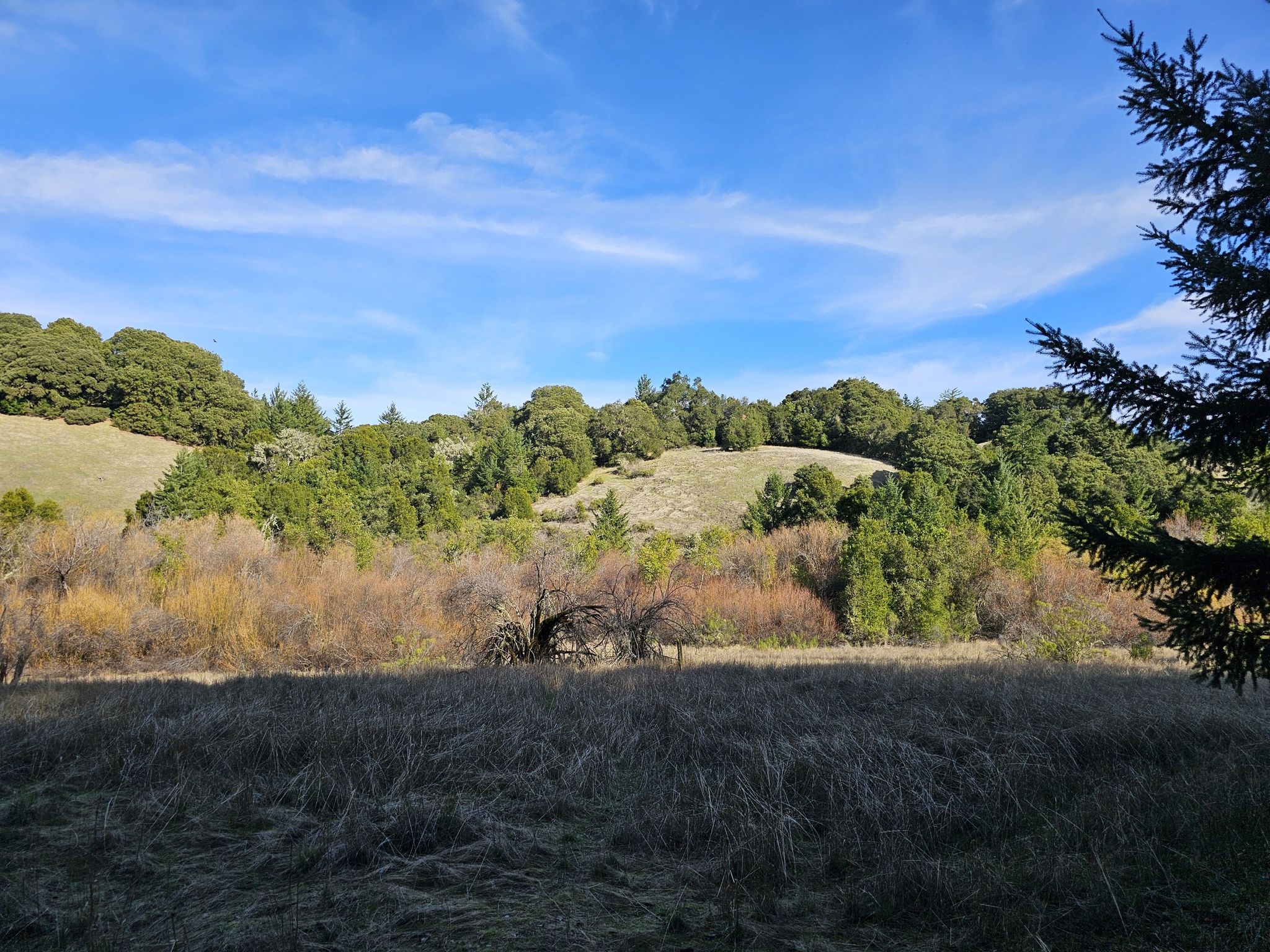 Sunny landscape with rolling grassy hills, dense trees, and blue sky. - Table Mountain via Long Ridge