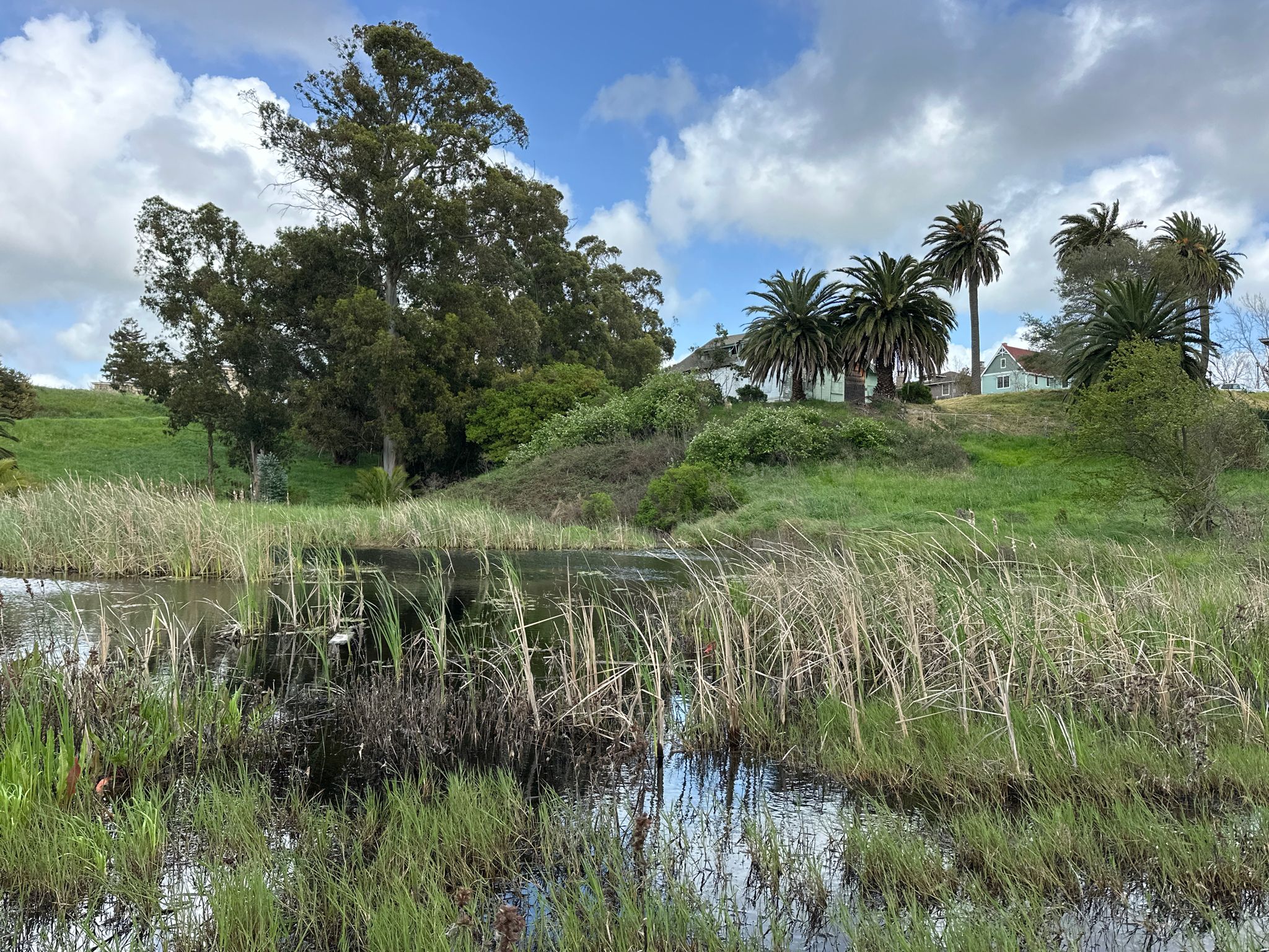 Pond with tall reeds, green hills, trees, and houses under a cloudy sky. - Lone Tree Point Regional Park – Hercules - Railroad Park loop from Hercules