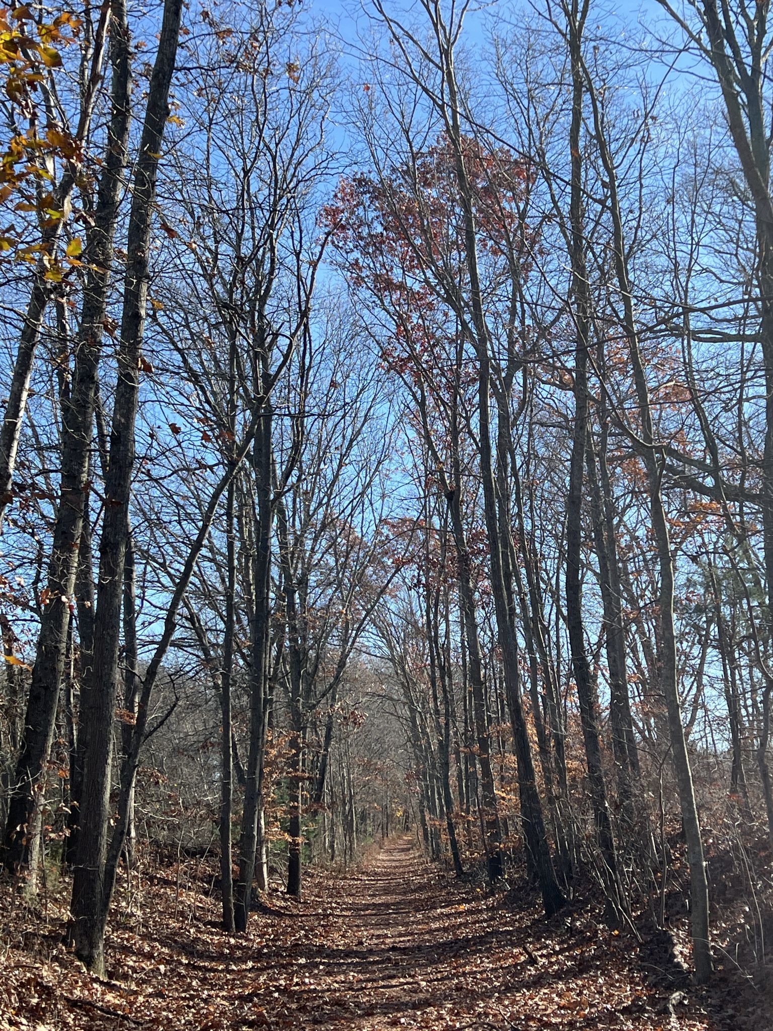 Straight forest path lined with tall, bare trees under a clear sky. - Ryan Park – Beginner Loop