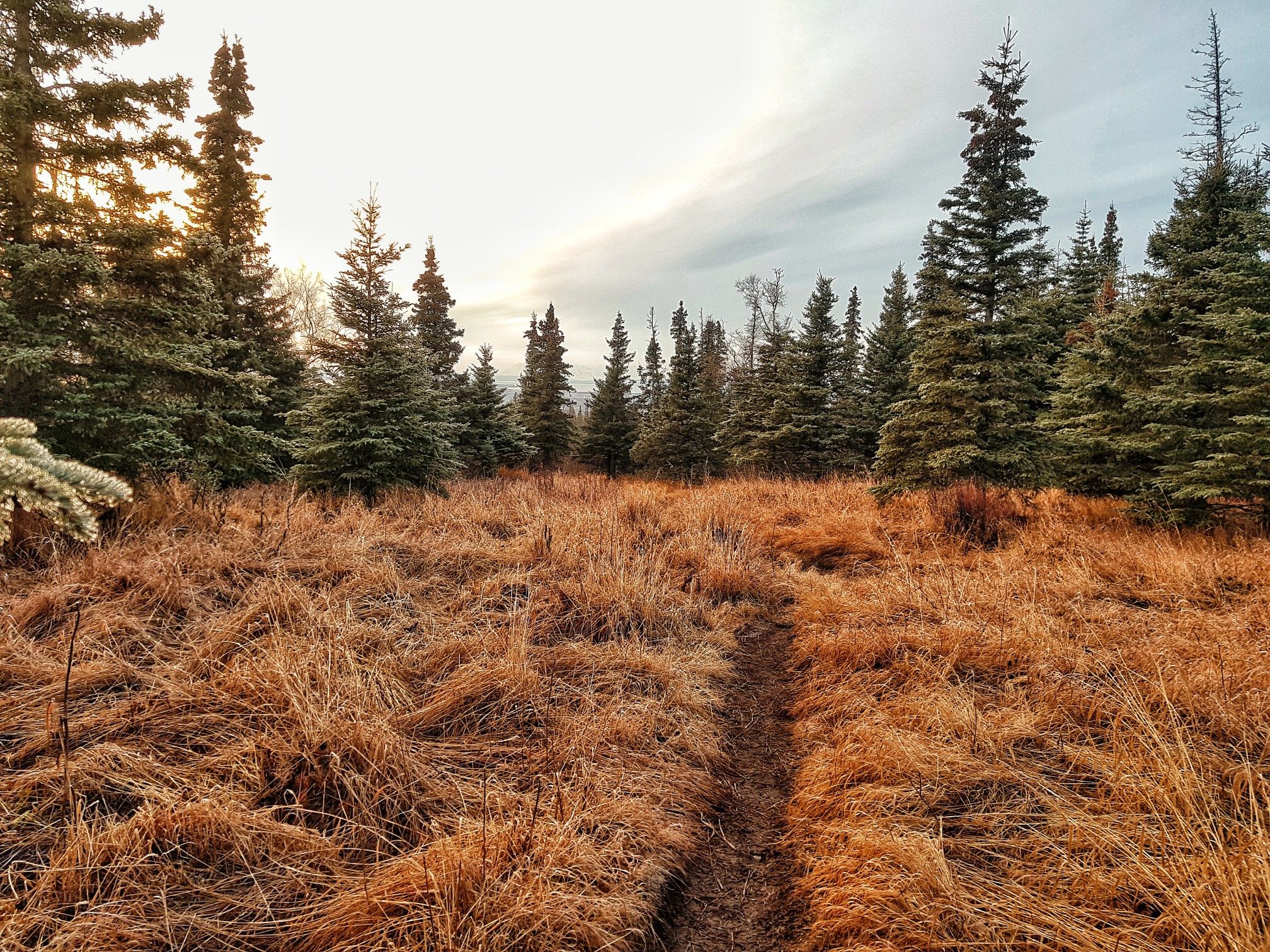 A narrow path through golden grass leading into evergreen trees, soft light. - Near Point Trail