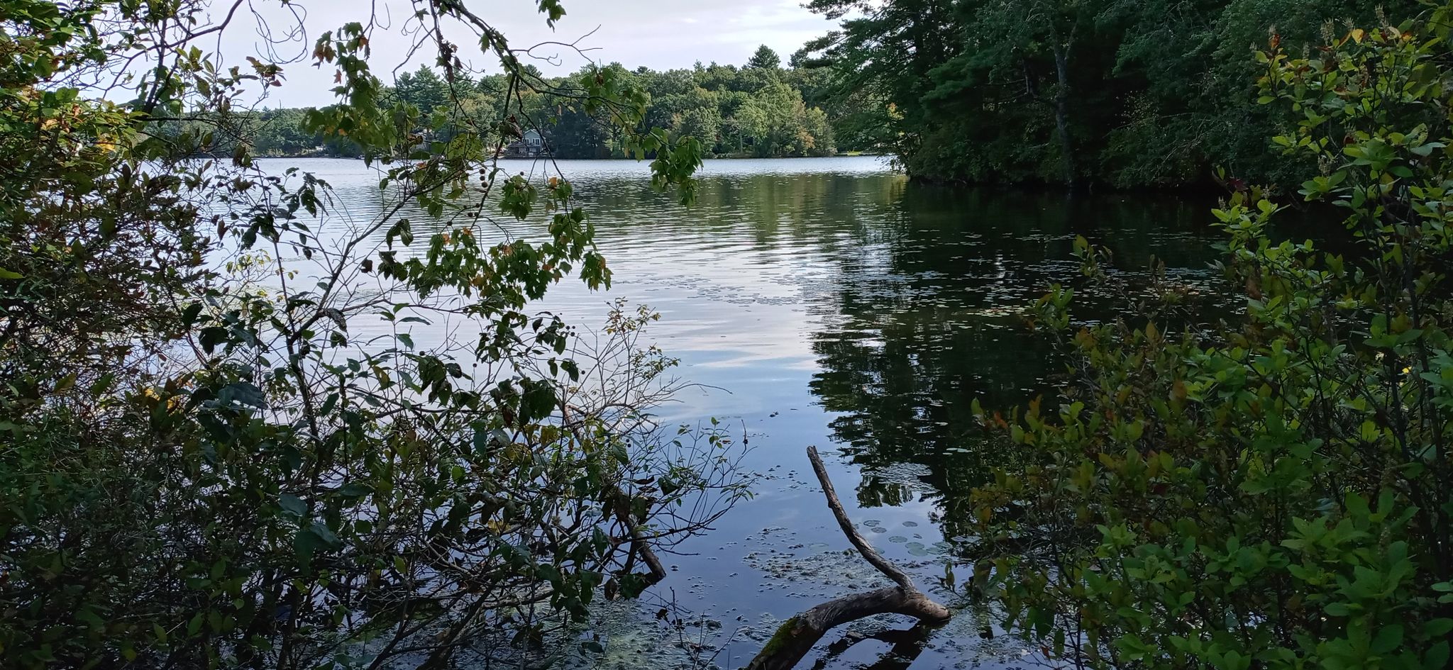 Dark lake water framed by dense green foliage and branches. - Storybrook Trail