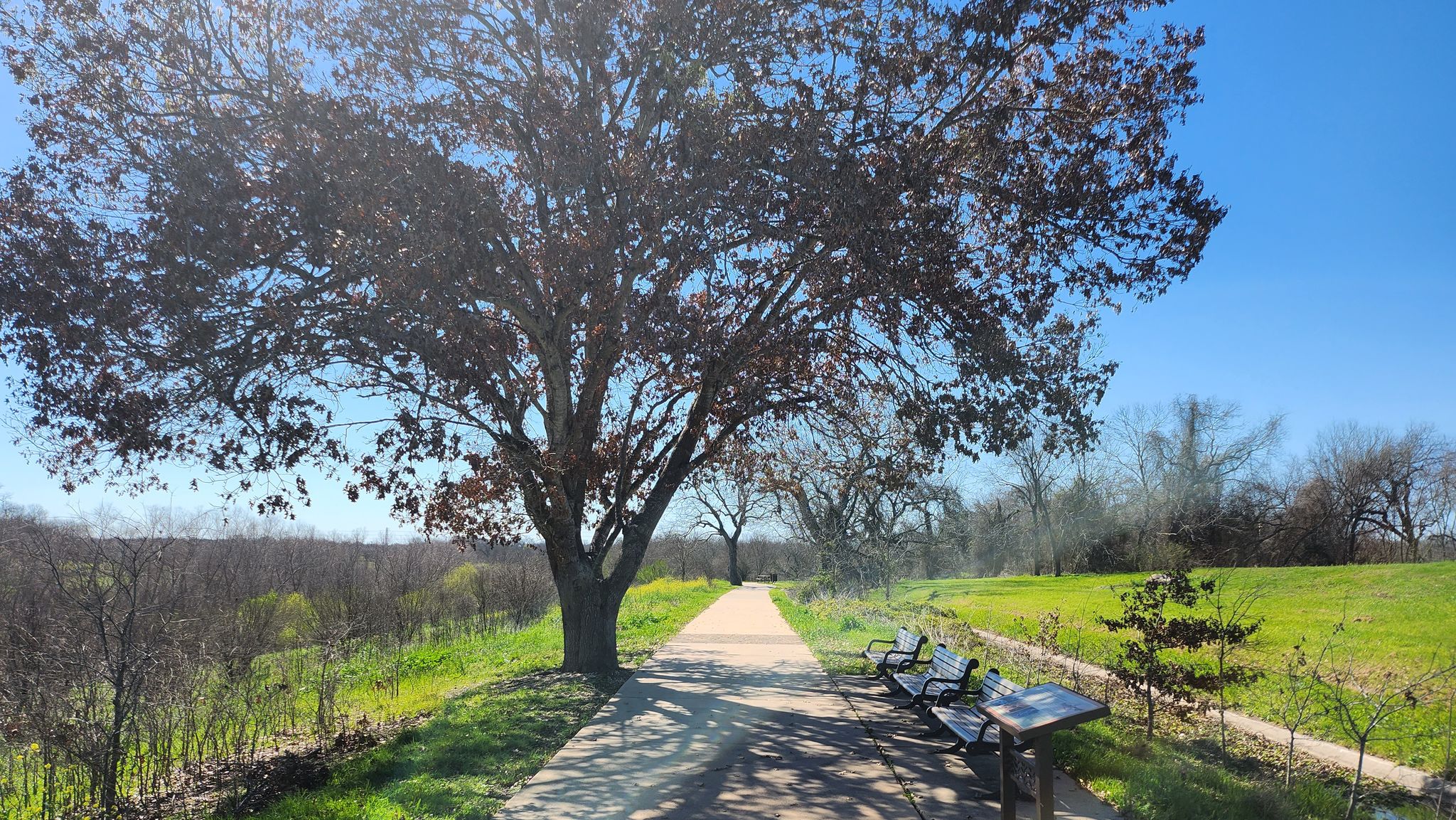 Sunny paved path with a large tree, benches, and green landscape. - Missions San Juan River Walk