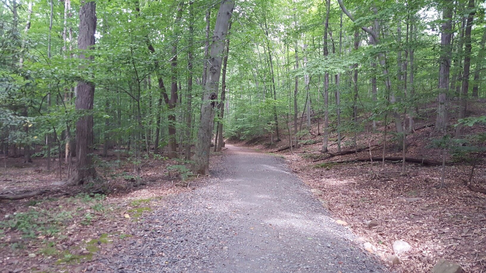 A wide gravel path leads through a dense, green, sunlit forest. - Rahway Trail