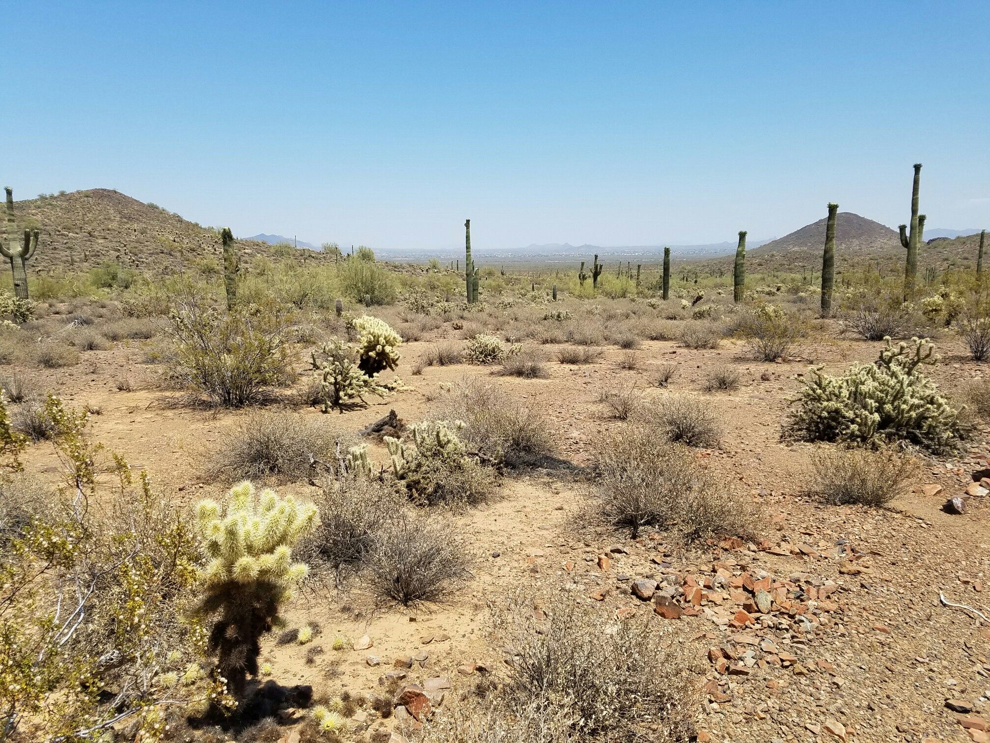 Sunny desert landscape with scattered cacti, shrubs, and distant mountains. - Union Peak Loop