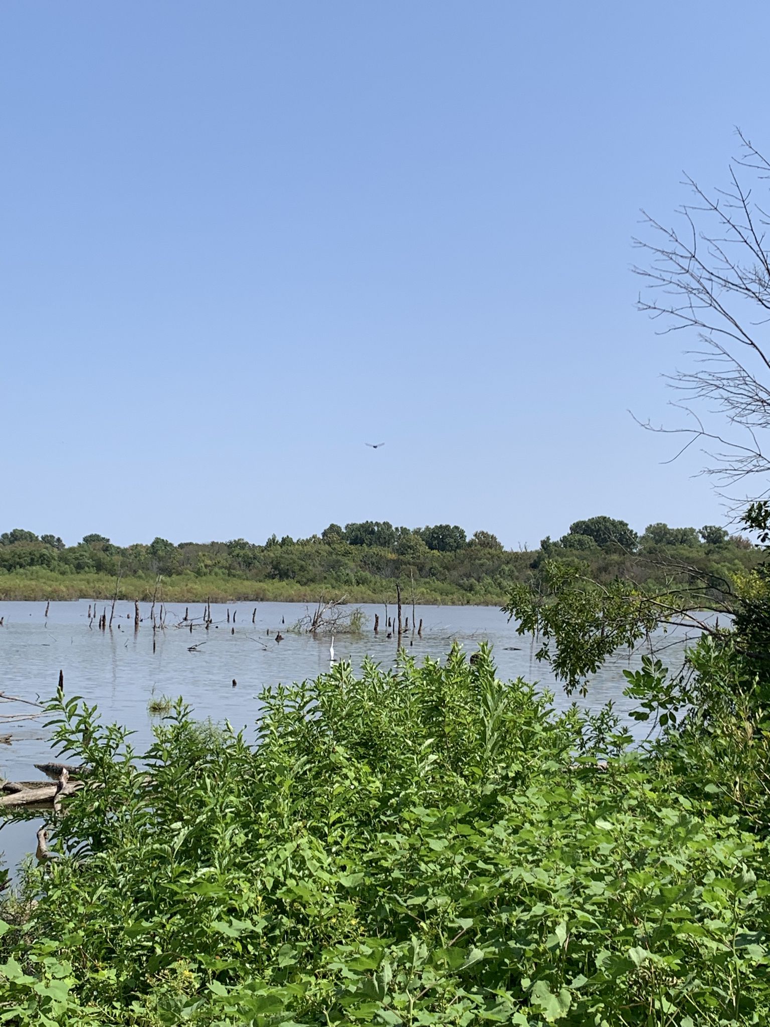 A bright, sunny view of a lake with trees and a distant plane. - Wetlands and Bottomlands Trail Loop