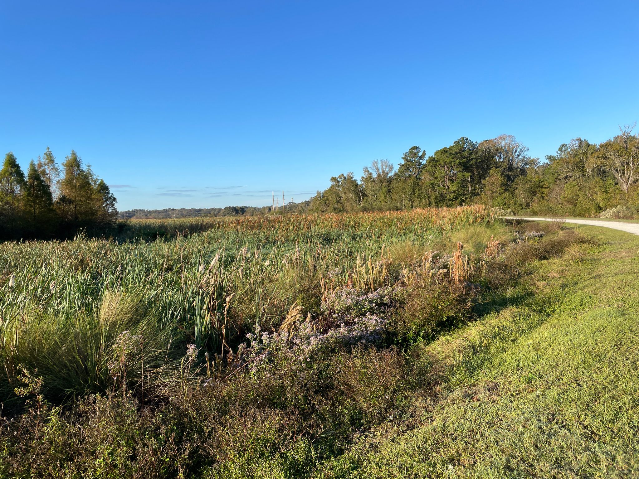 Vast sunny wetland with tall grasses, distant trees, and a clear blue sky. - Sweetwater Wetlands Cell 2 Loop Trail