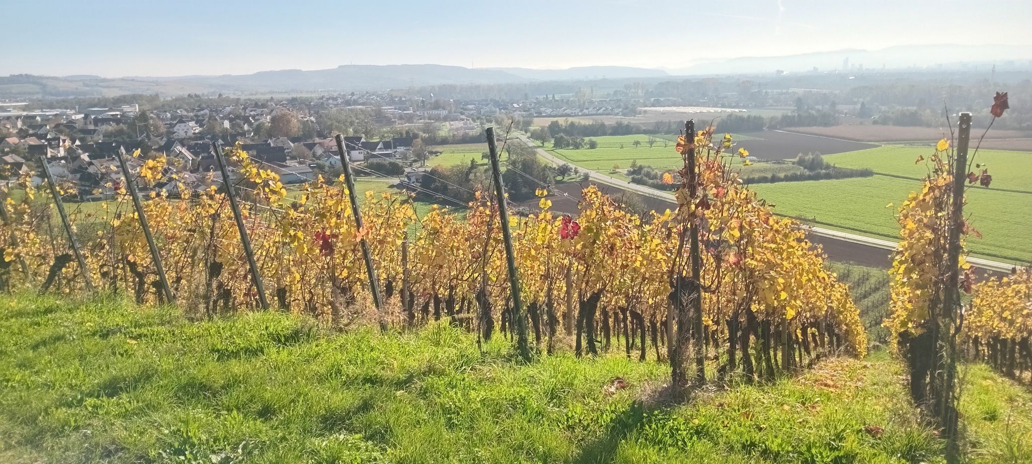 vue du vignoble ver alsace et la suisse