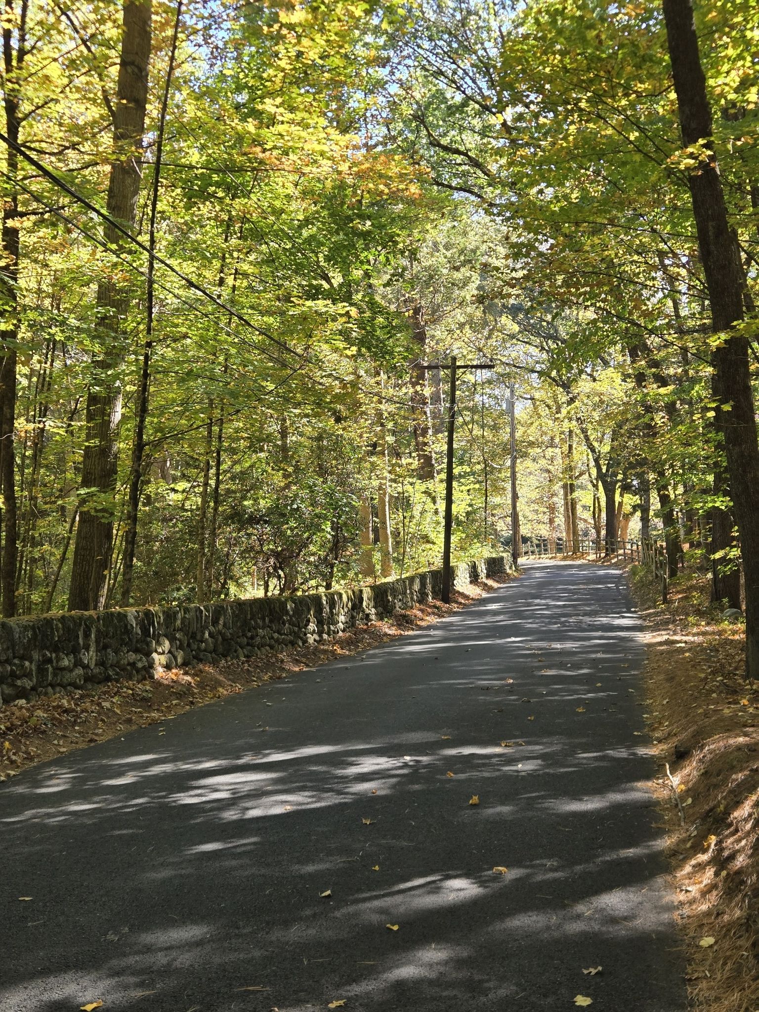 Paved road winding through a sunlit forest with a stone wall. - Pond Road – H.H. Hunnewell Arboretum loop from Wellesley