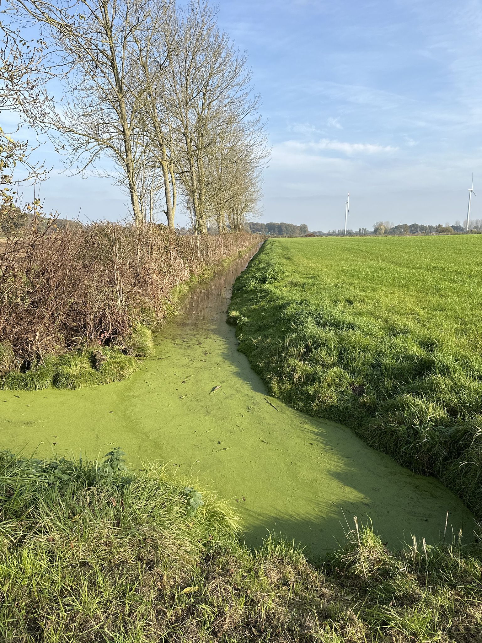Entengrütze