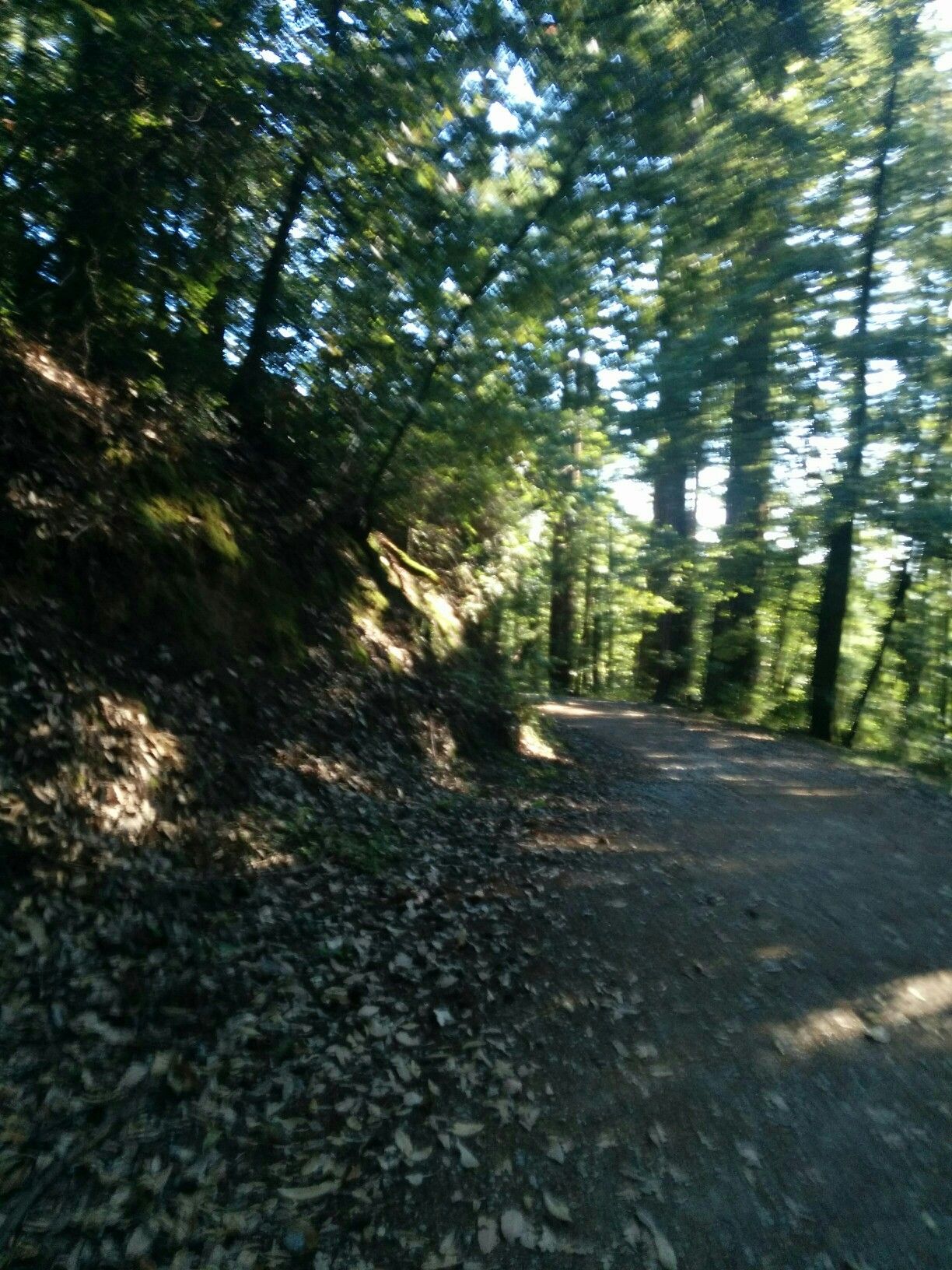 A sun-dappled dirt path winds through a lush, green forest. - Purisima Creek Trail