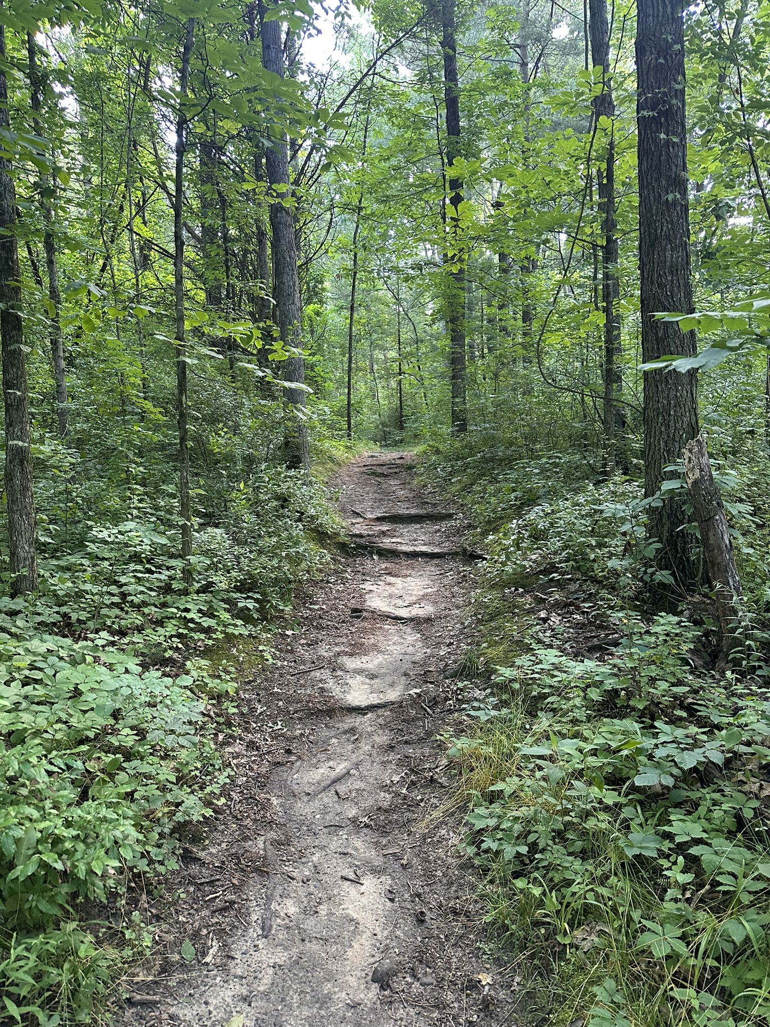 A winding dirt trail ascends through a dense green forest. - Potawatomi Trail and Silver Lake Loop