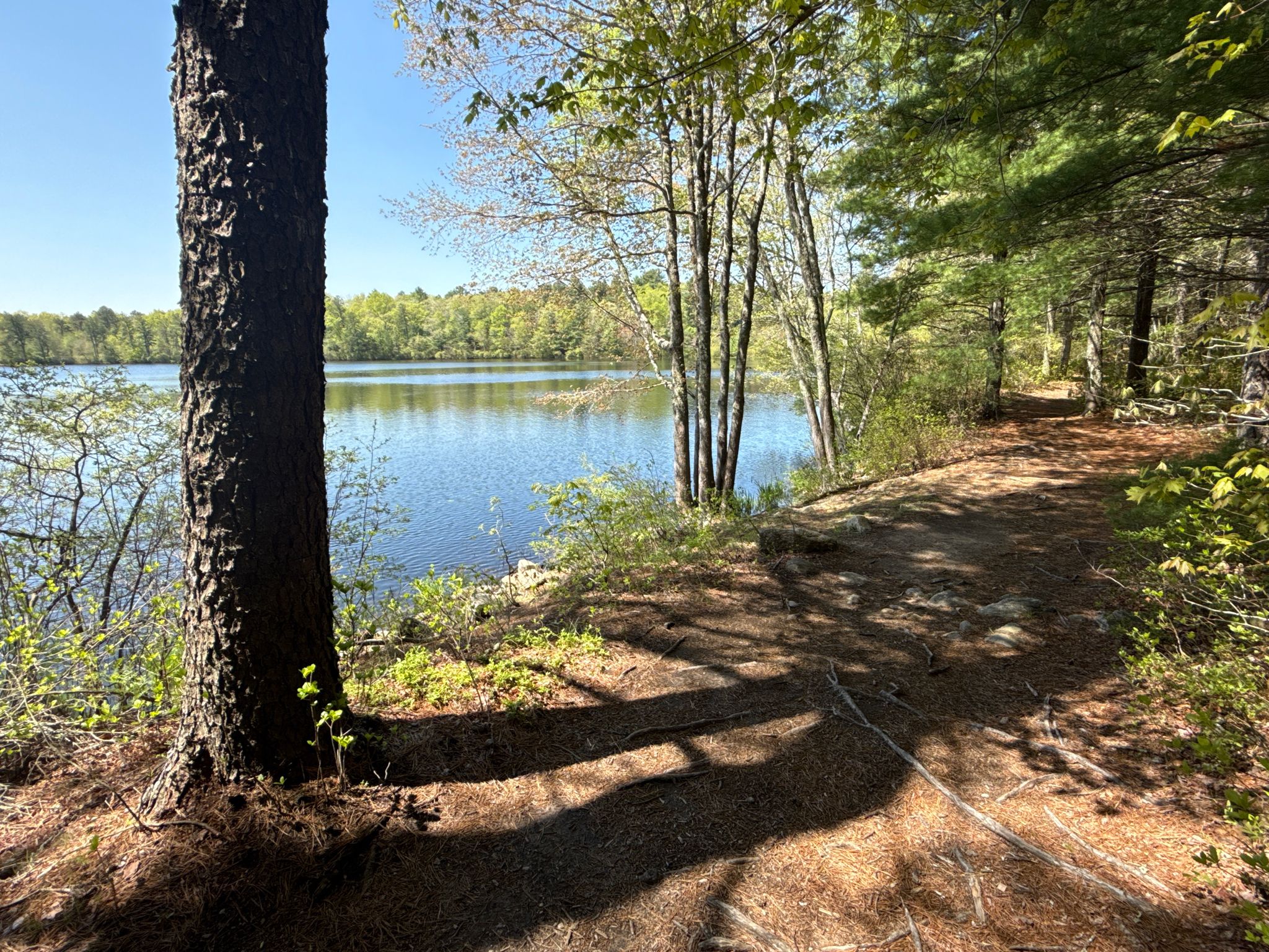Sunny view of a calm blue lake from a dirt path with tree shadows. - Carbuncle Pond and North South Loop Trail