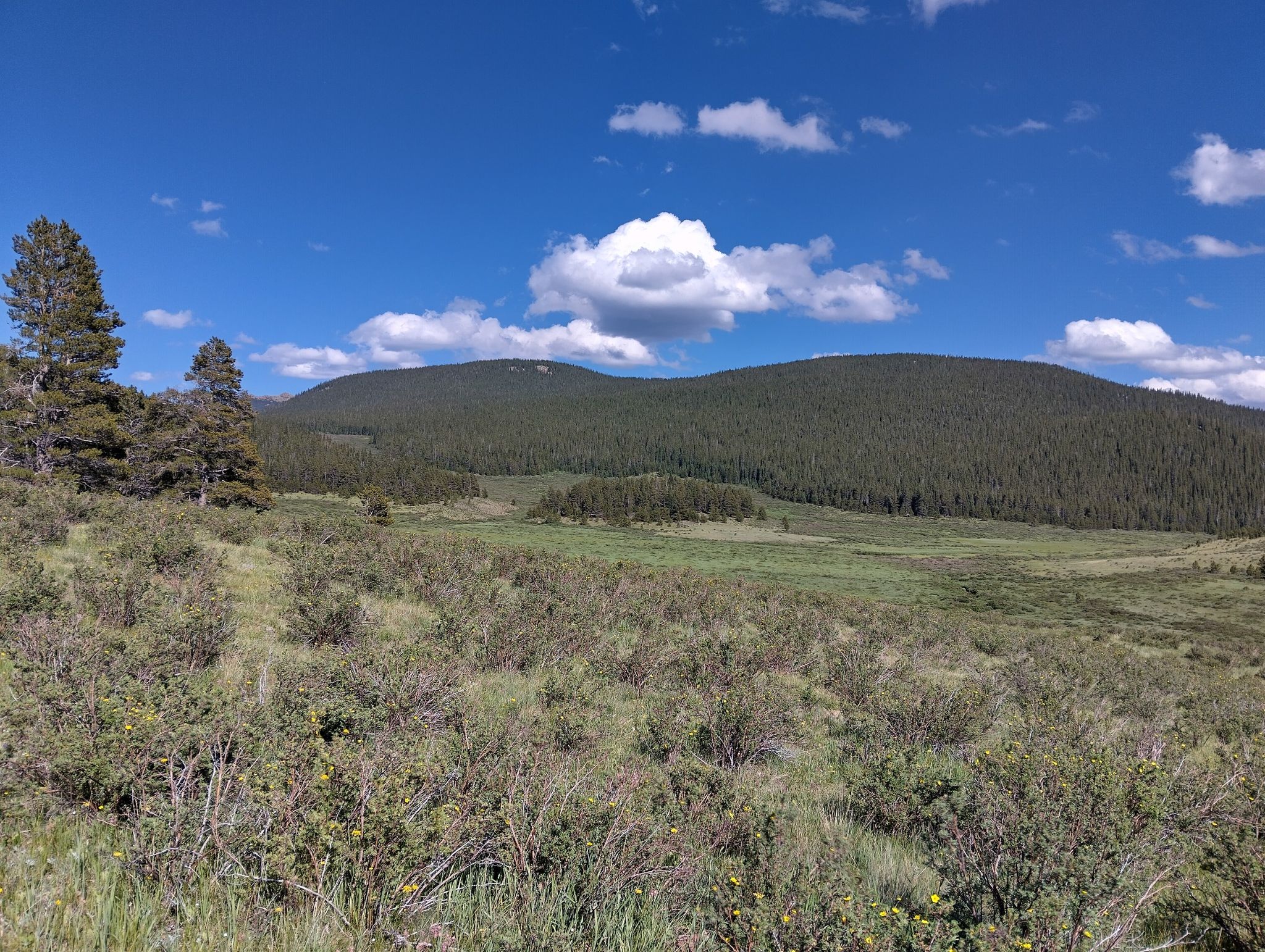 Expansive mountain landscape with a green meadow, dense forest, and blue sky. - Colorado Trail (Segment 4)