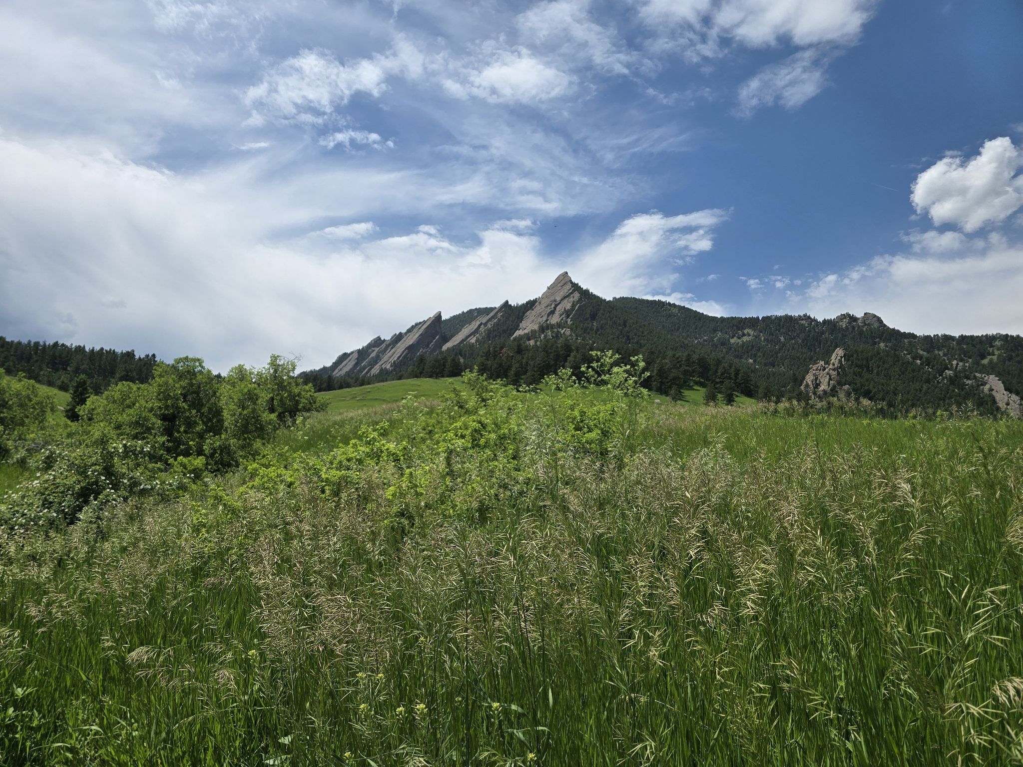 Grassy field with tall plants, leading to jagged mountains under a cloudy sky. - Chautauqua and Bluebell Trail Loop