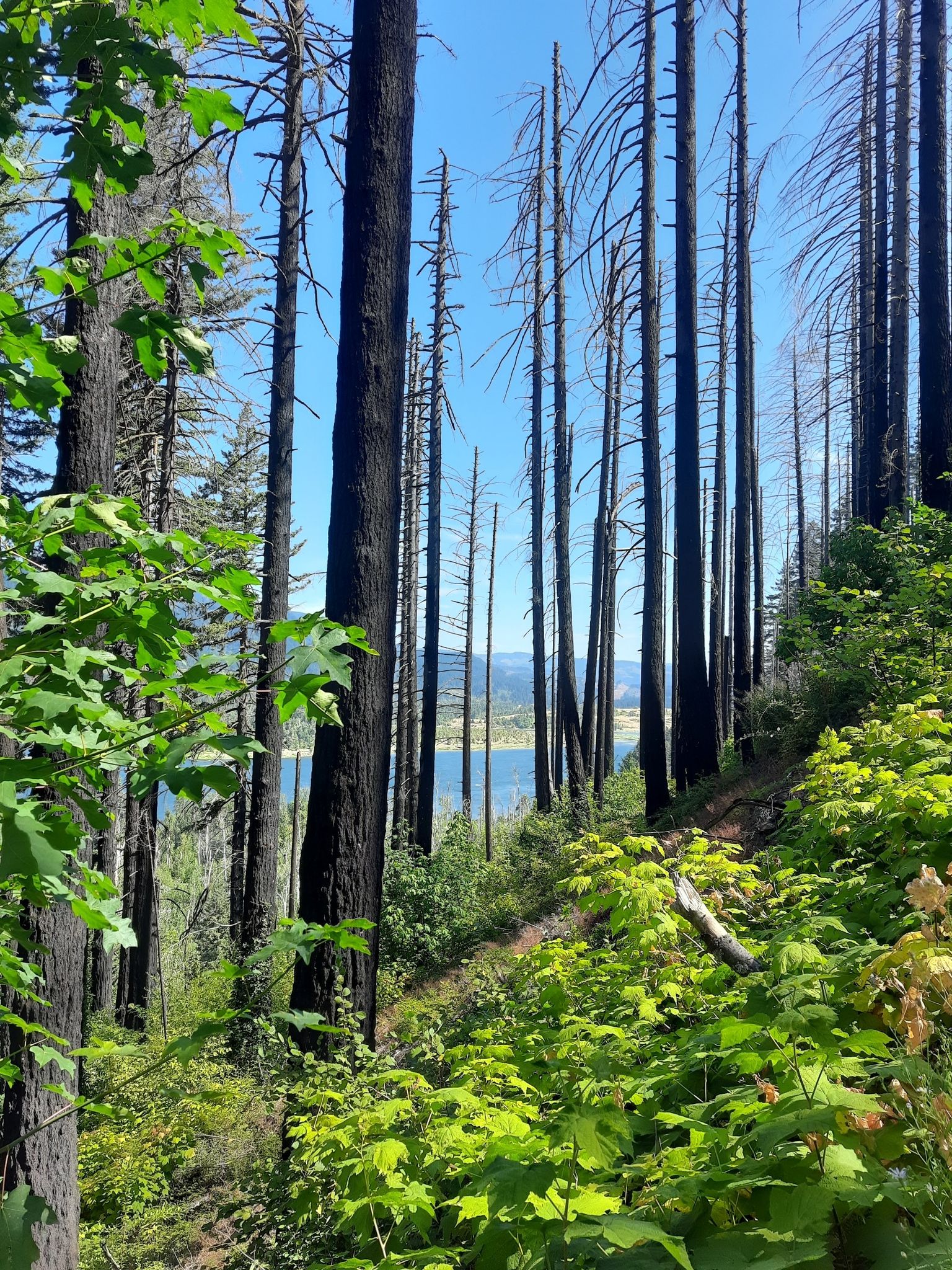 Dark tree trunks and bright green foliage with a distant blue lake. - Elowah and Upper McCord Creek Falls Trail