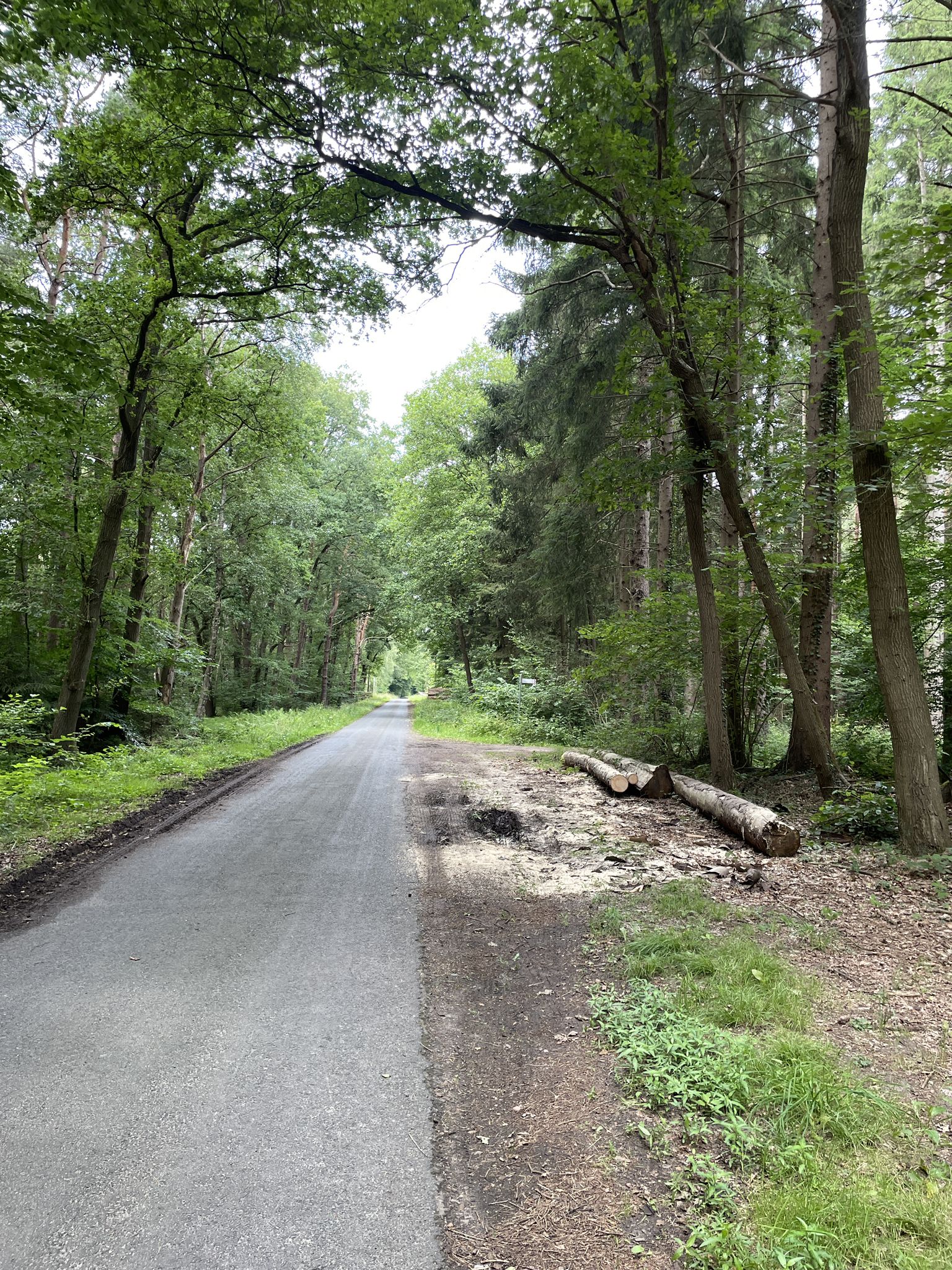 Asphaltweg im Hölzerbruch
