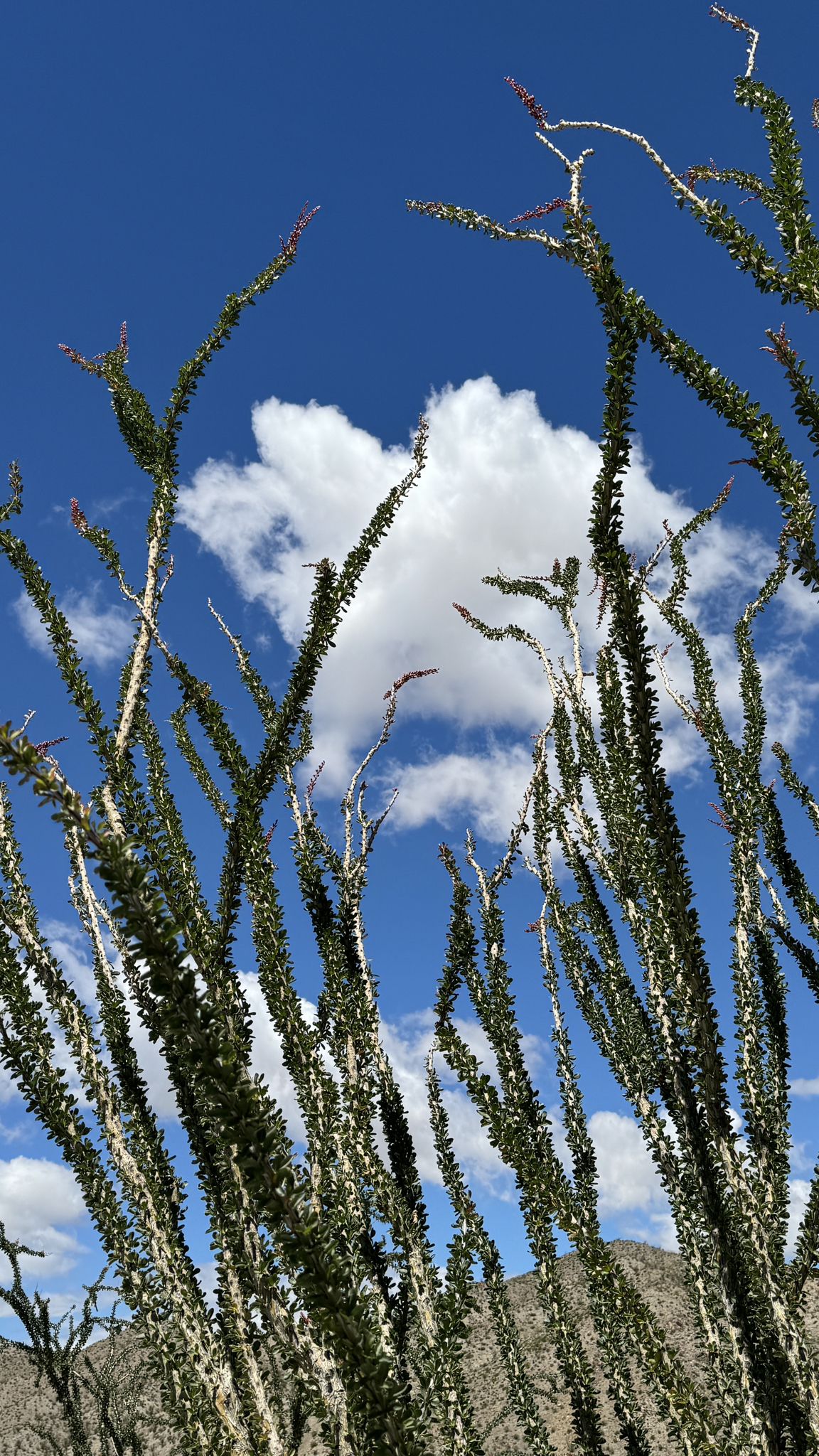 Tall desert plants reach towards a bright blue sky with white clouds. - Narrows Earth Trail