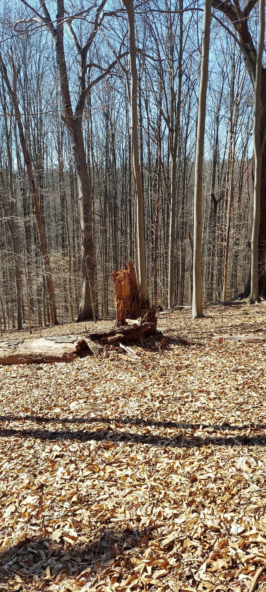 A large, weathered tree stump stands in a sunny, leaf-covered forest. - Stony Brook, Whitetail, Woodcock Hollow, and Mound Builder Trail Loop