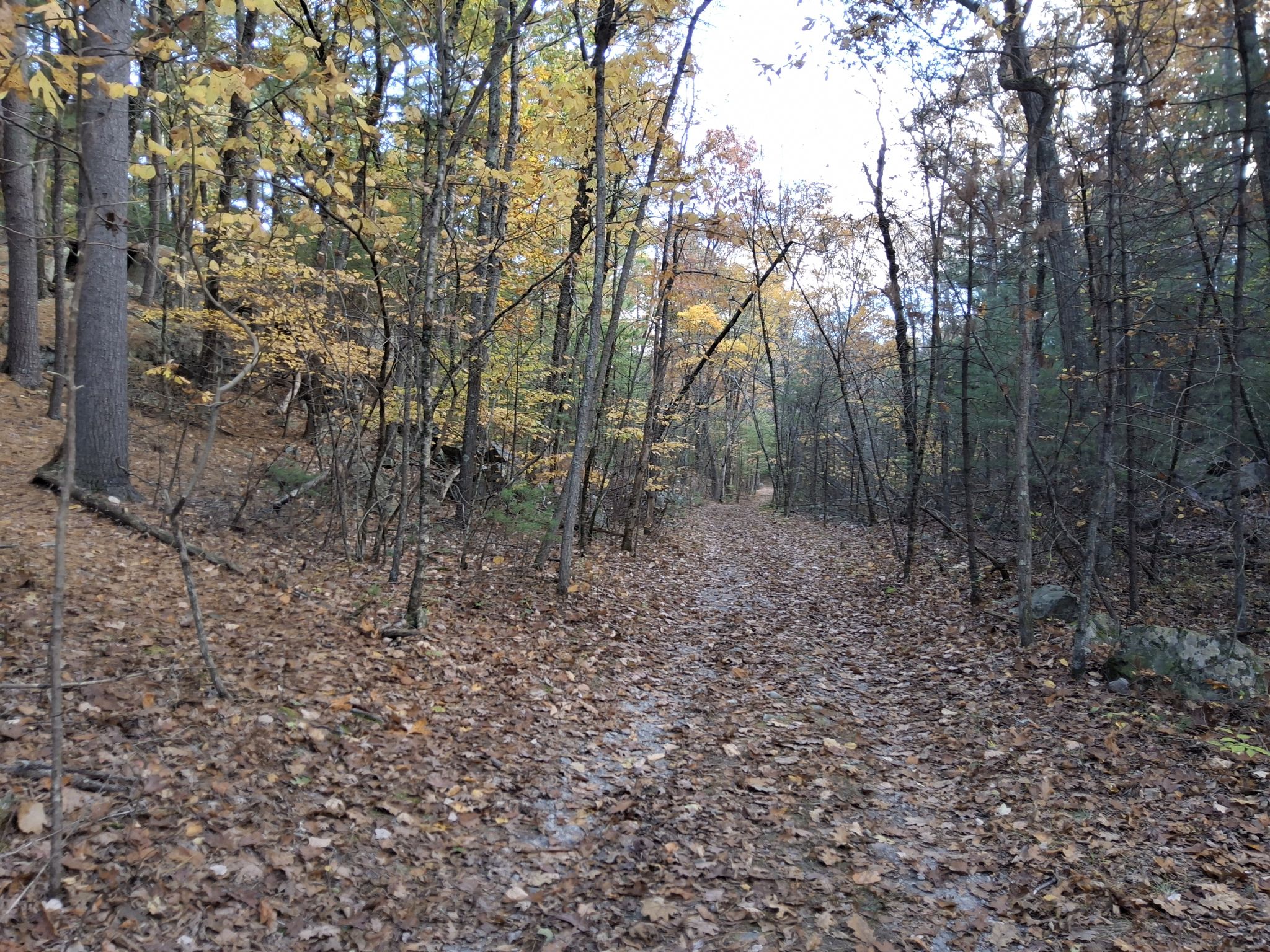 A wide, leaf-strewn trail through a quiet autumn forest under soft light. - Vernal Loop, Marsh, and Pepperbrush Trail