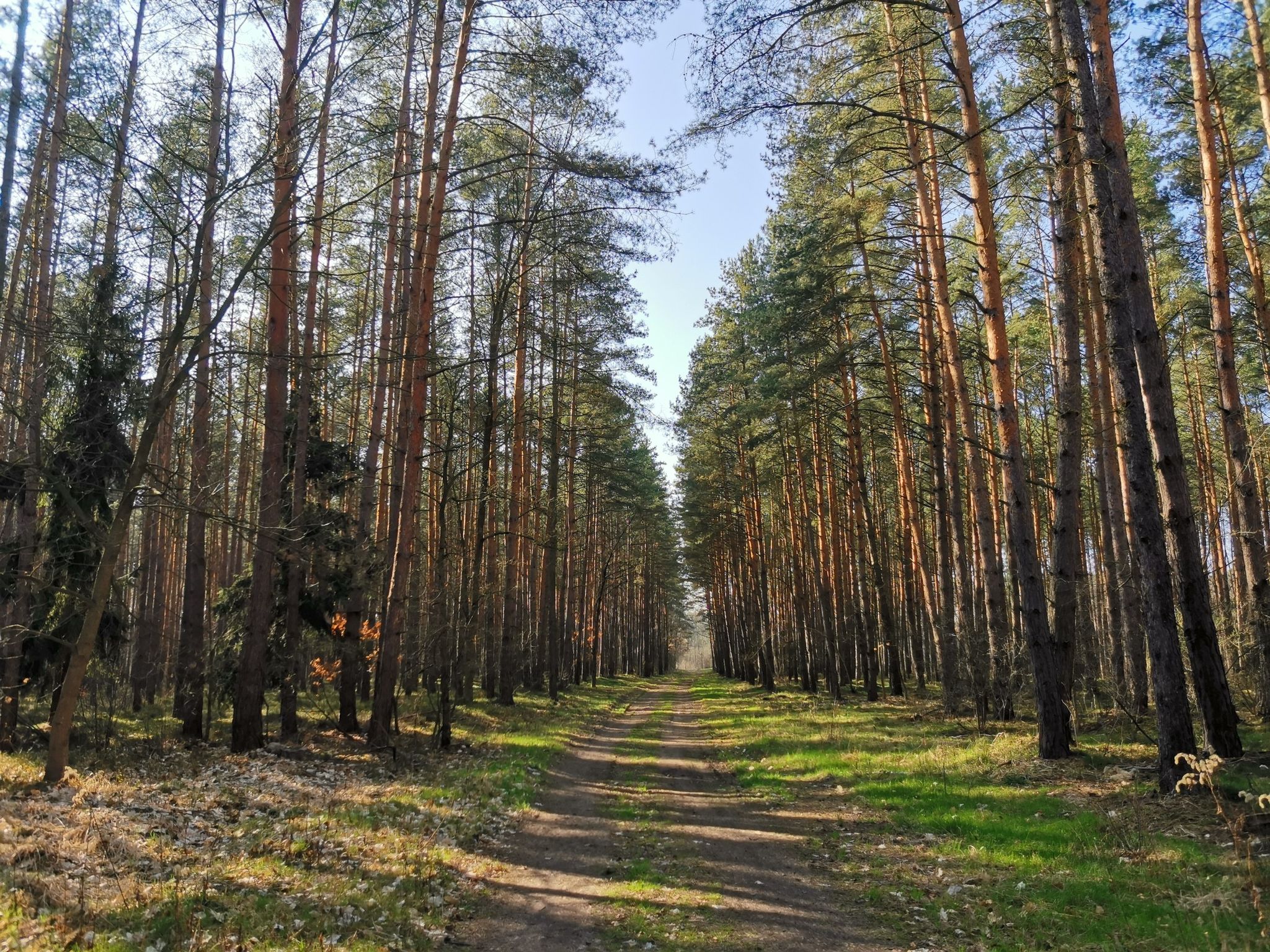 Las Mokrzański