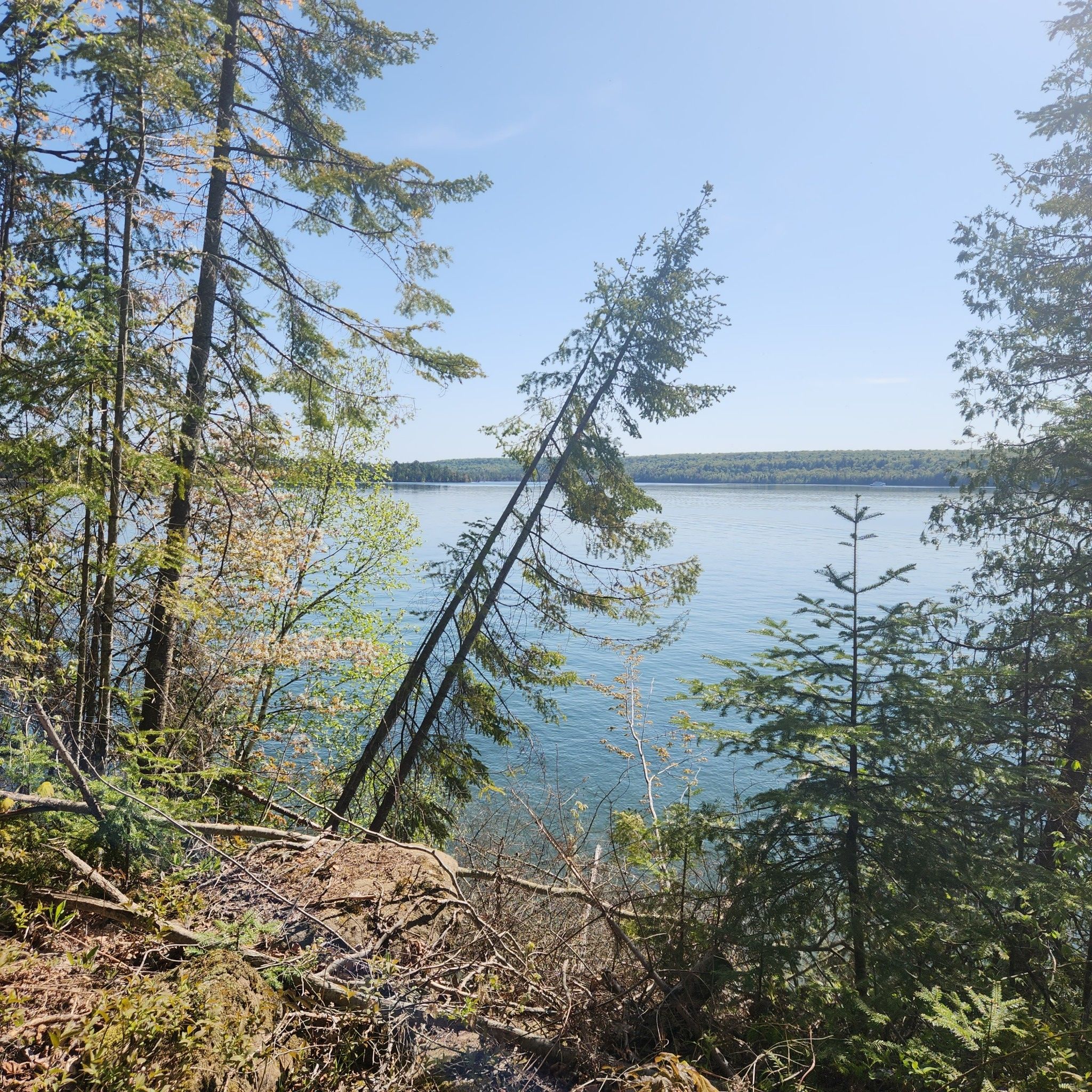 Lake view through tall pine trees, one leaning over the water. - Grand Island Loop Trail